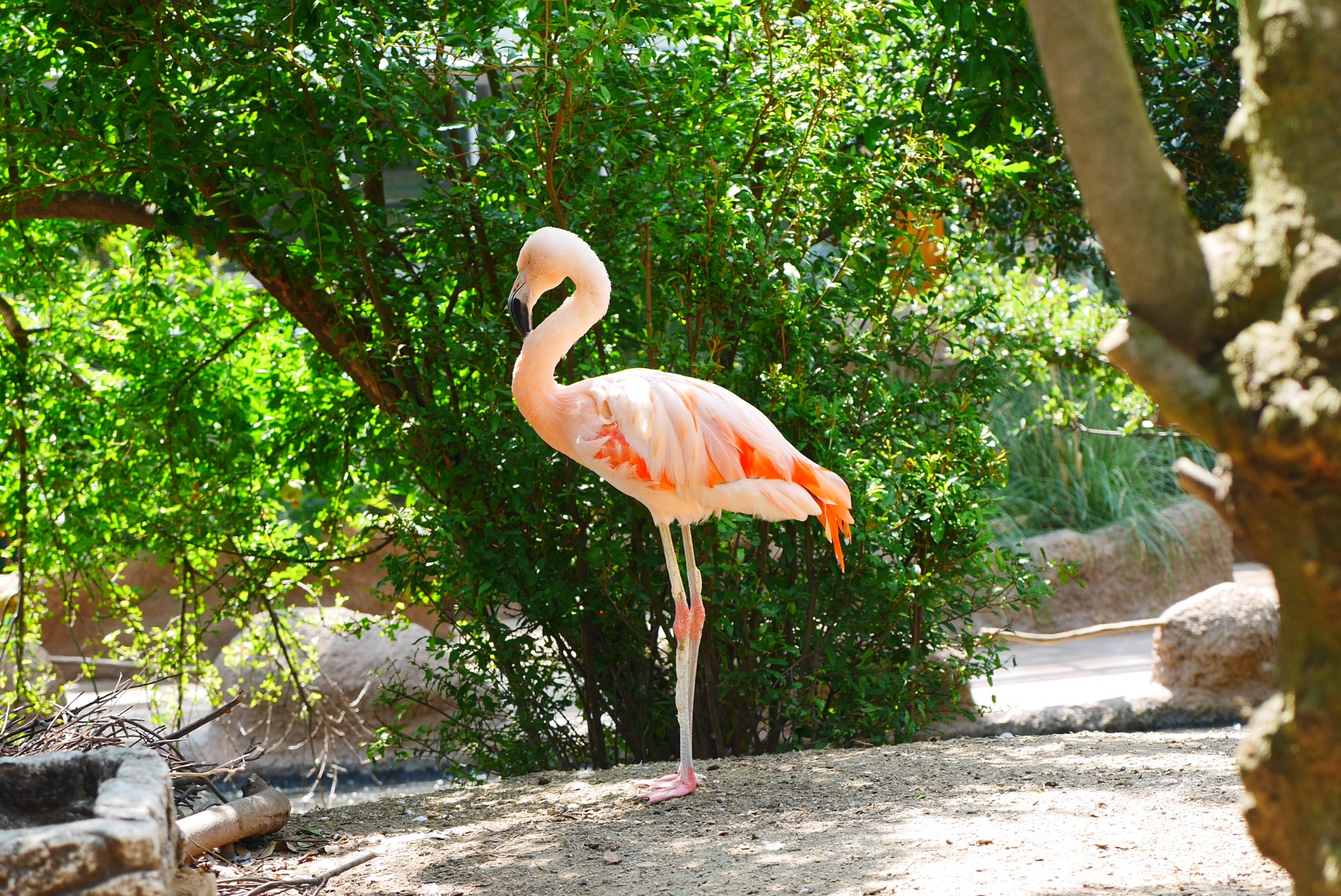 チリーフラミンゴ Chilean Flamingo どハマり動物園 神戸どうぶつ王国ファンブログ