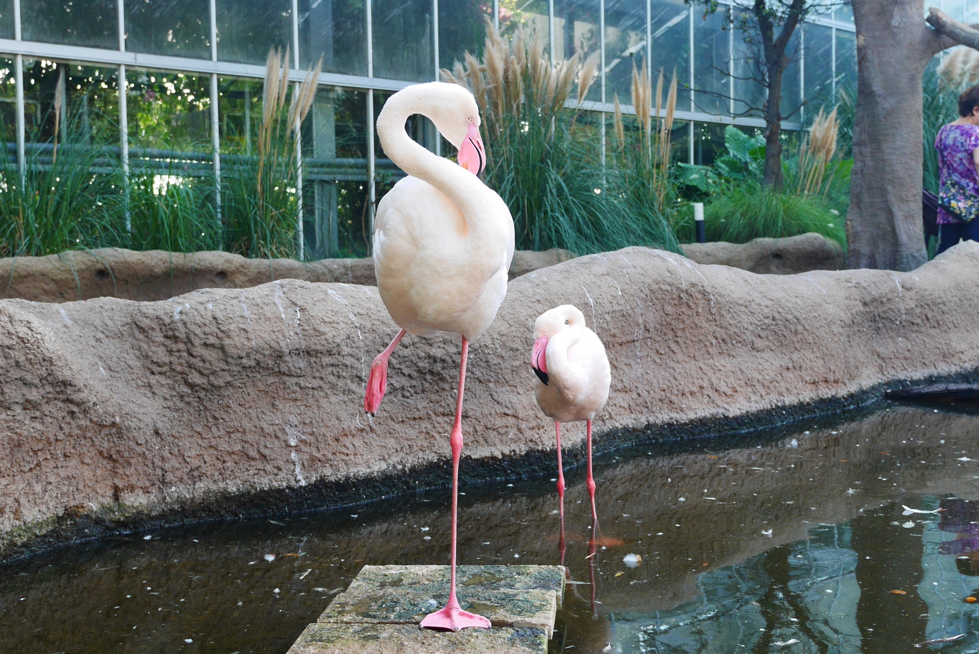 ヨーロッパフラミンゴ Greater Flamingo どハマり動物園 神戸どうぶつ王国ファンブログ