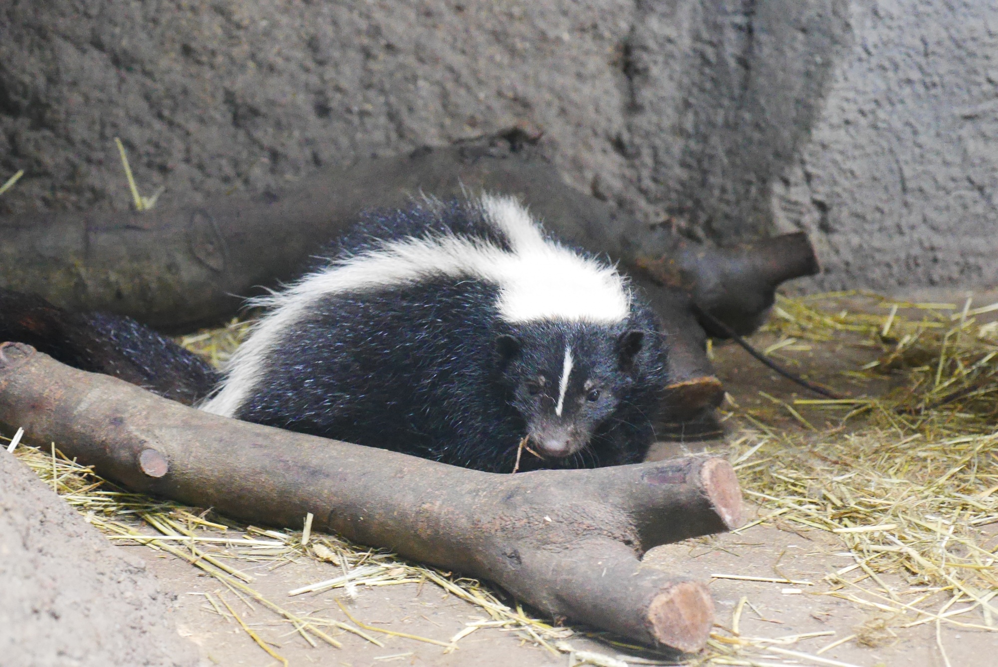 シマスカンク Striped Skunk どハマり動物園 神戸どうぶつ王国ファンブログ