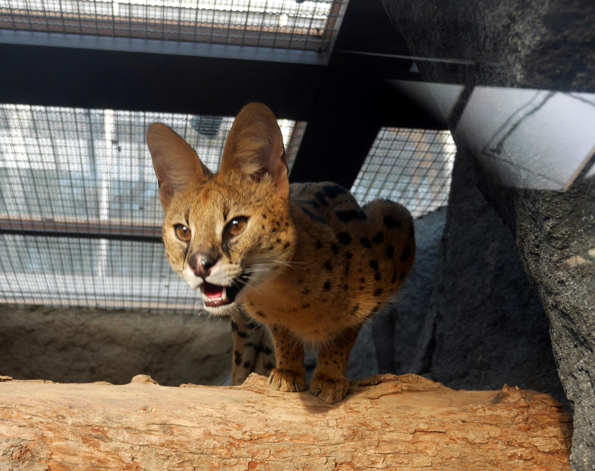 サーバルキャット Serval Cat どハマり動物園 神戸どうぶつ王国ファンブログ