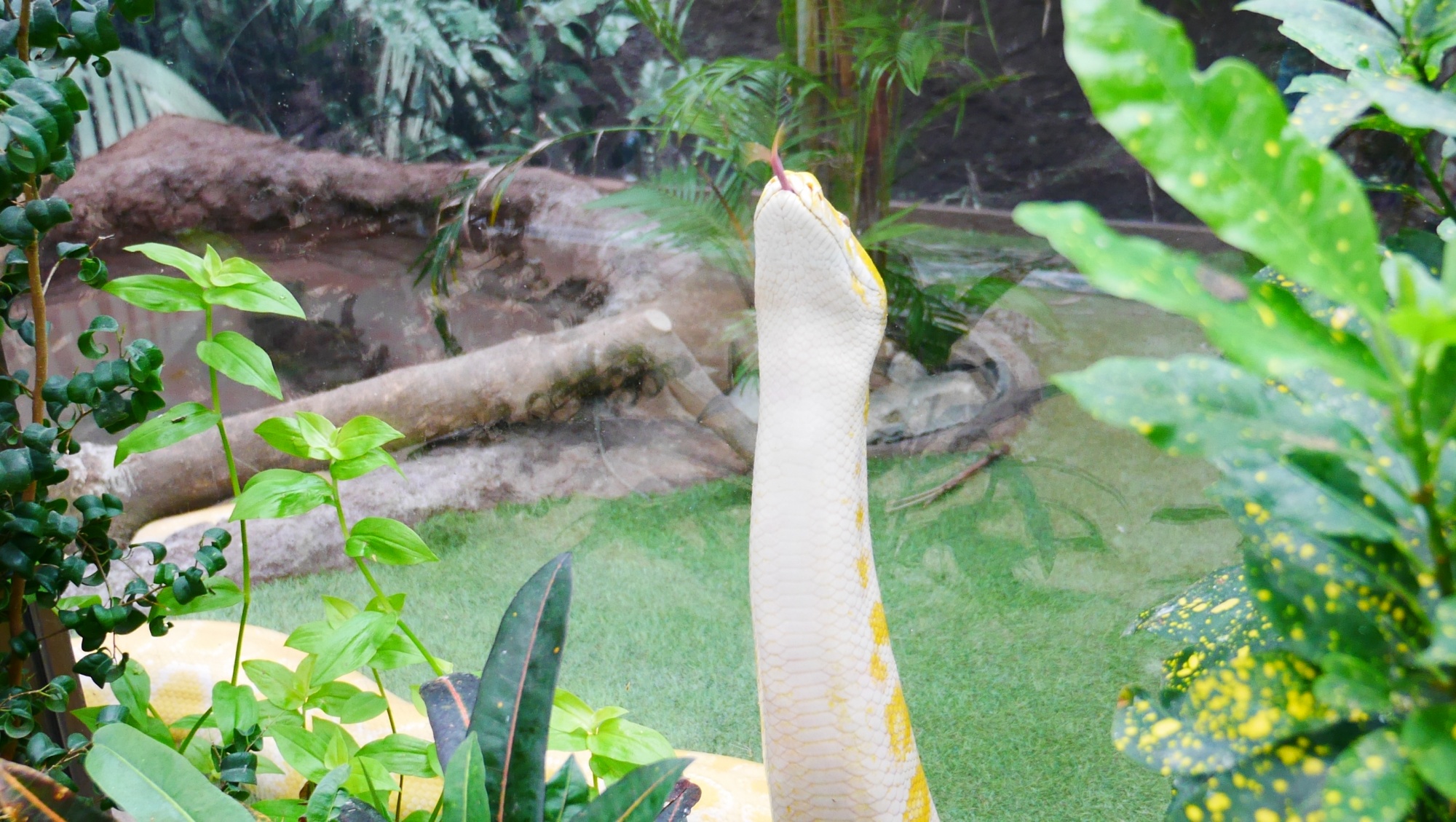 ビルマニシキヘビ（Burmese python）