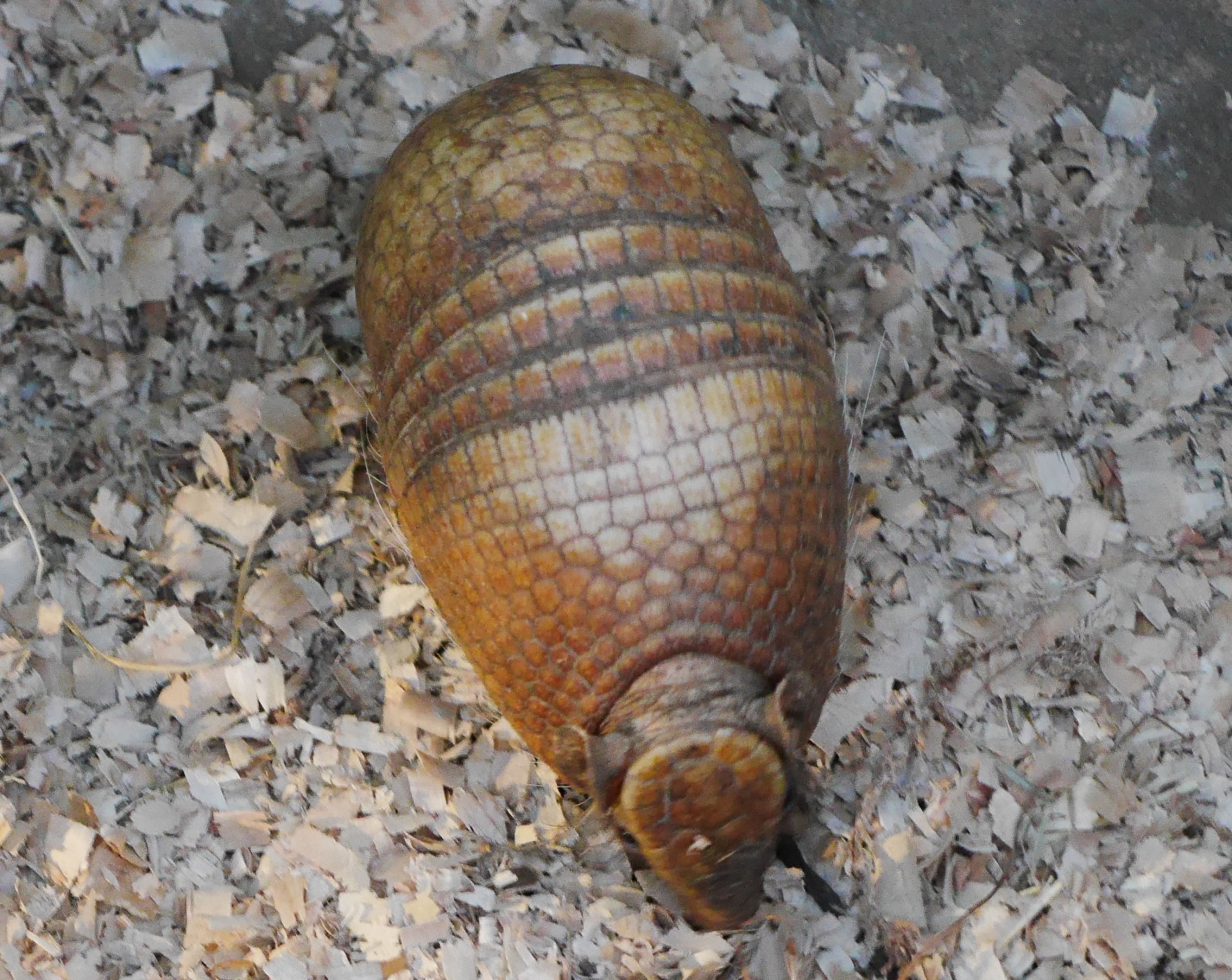 マタコミツオビアルマジロ Southern Three Banded Armadillo どハマり動物園 神戸どうぶつ王国ファンブログ