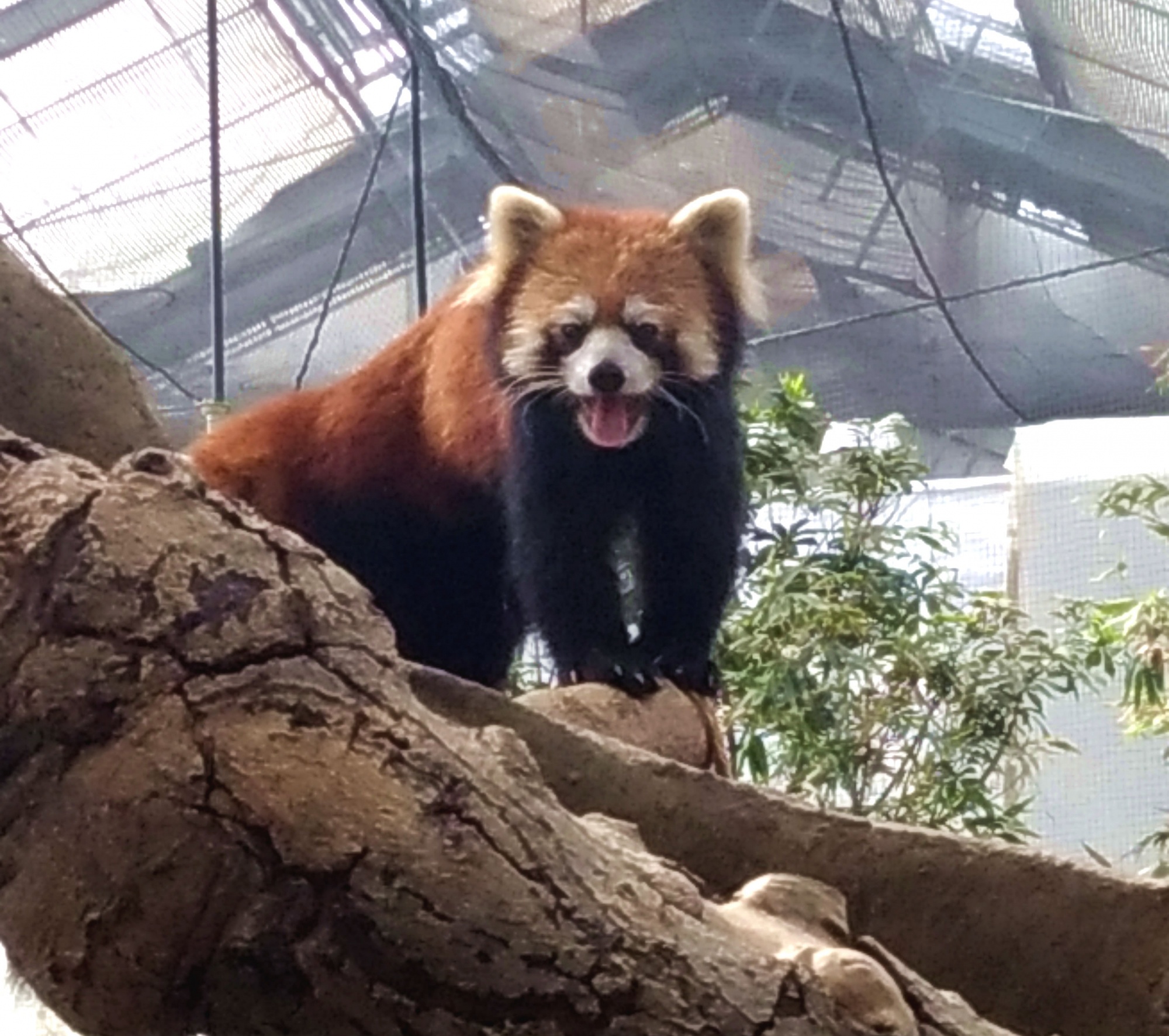 カメラ目線のレッサーパンダ