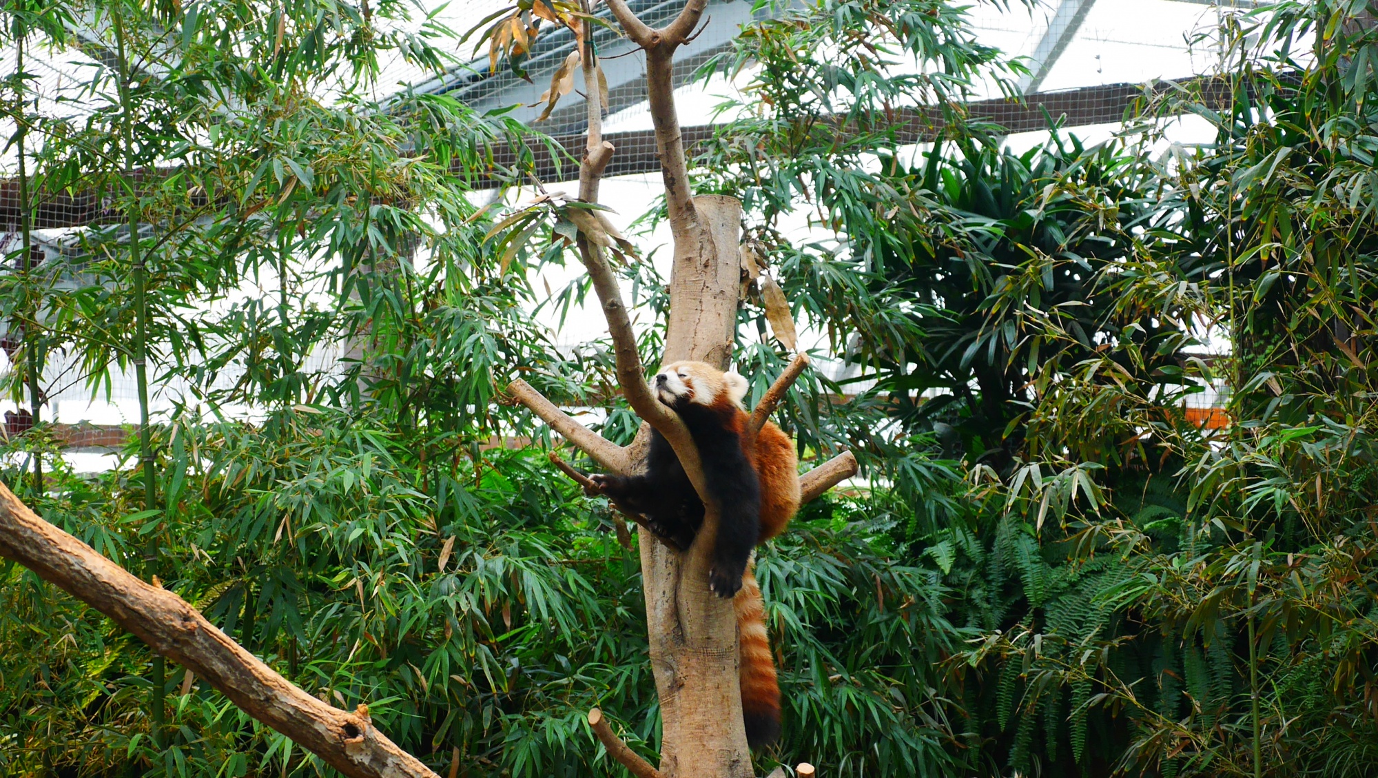 木の上でぐっすりのレッサーパンダ