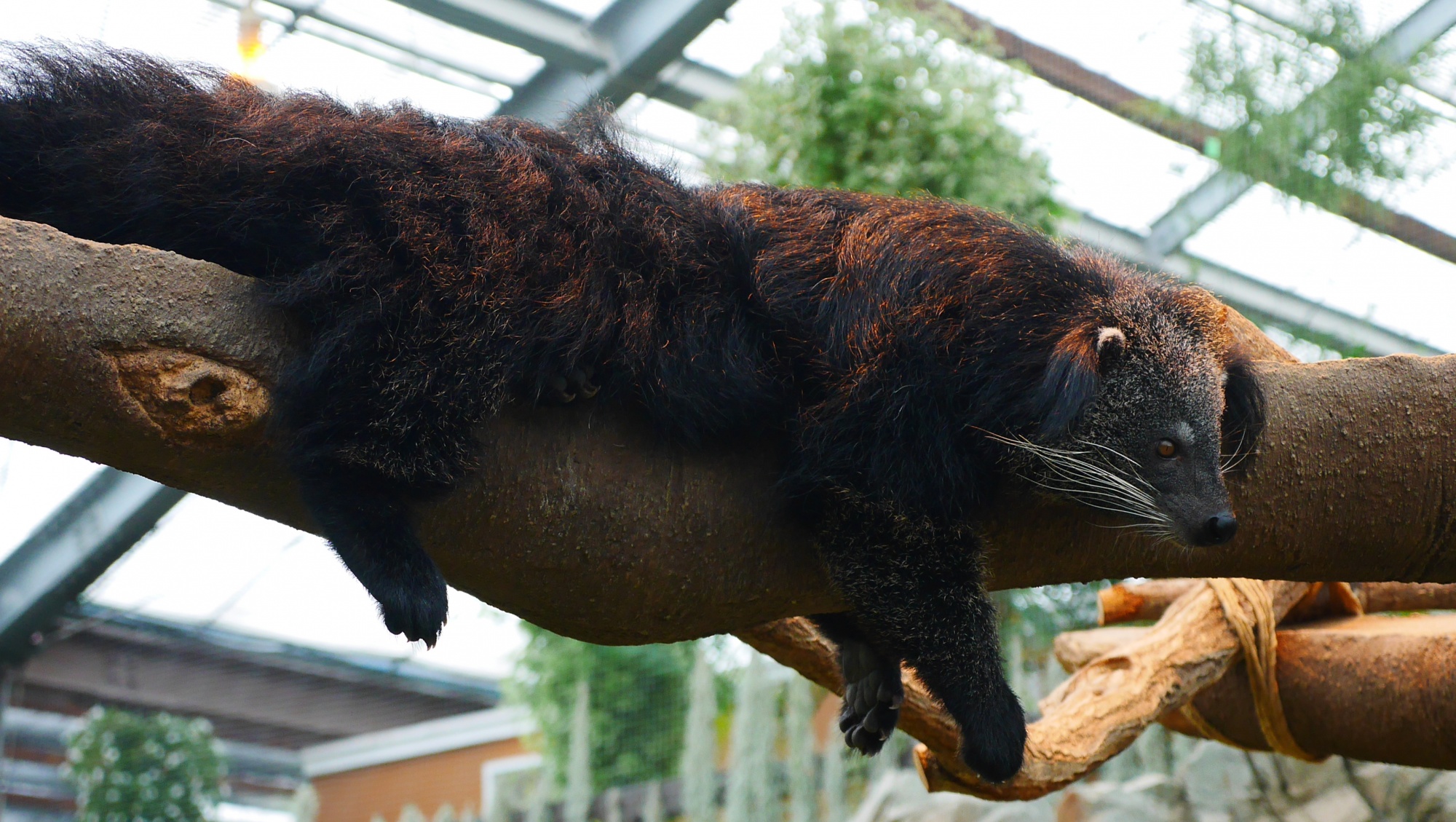 ビントロング（Binturong）