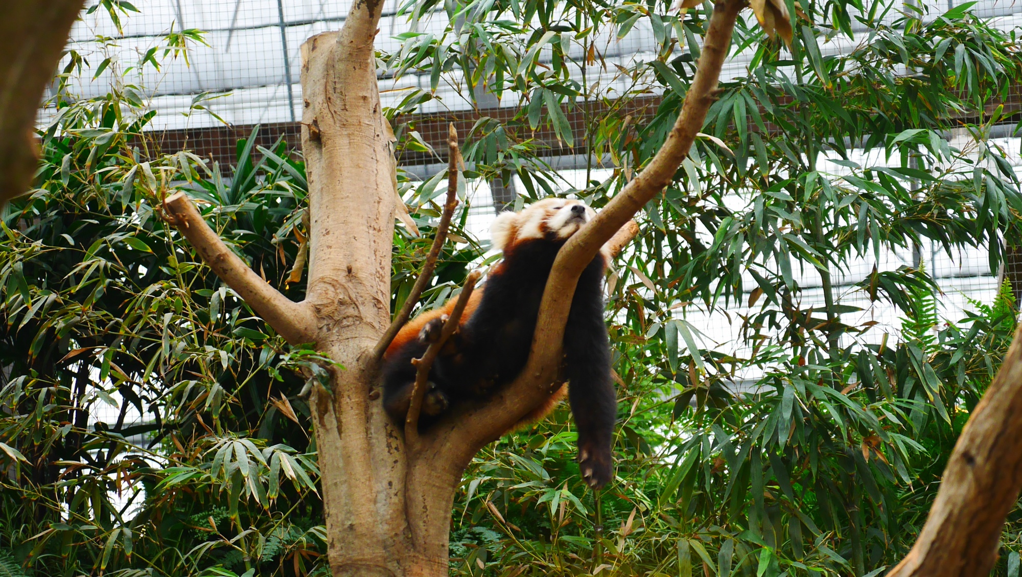 木の上で寝るレッサーパンダ