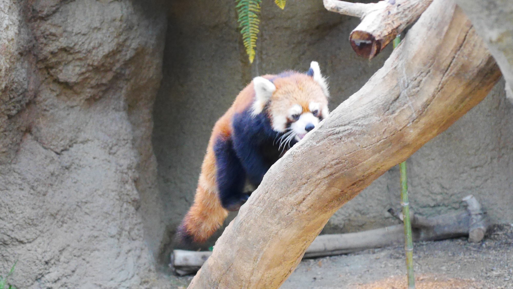 レッサーパンダ（Lesser panda）