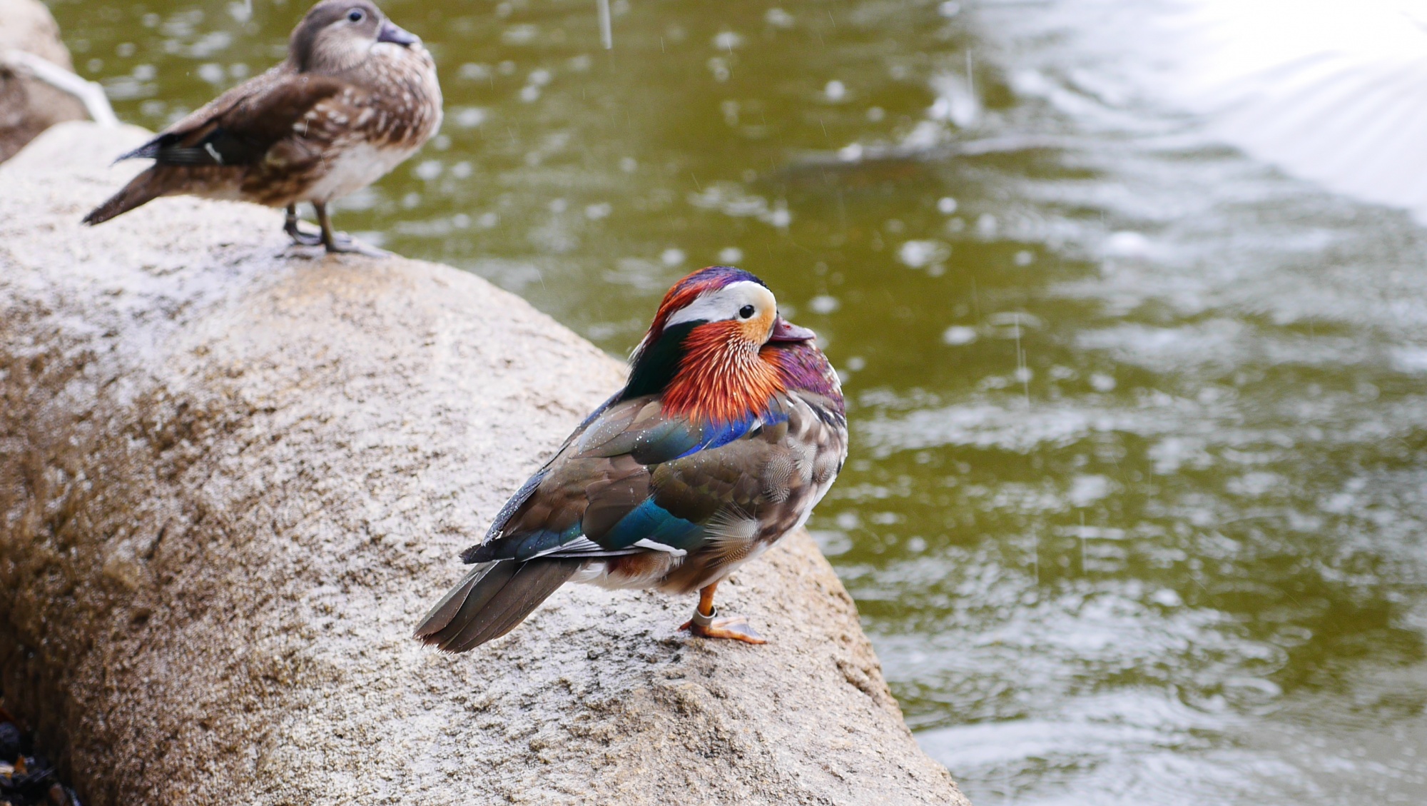 オシドリ（Mandarin duck）