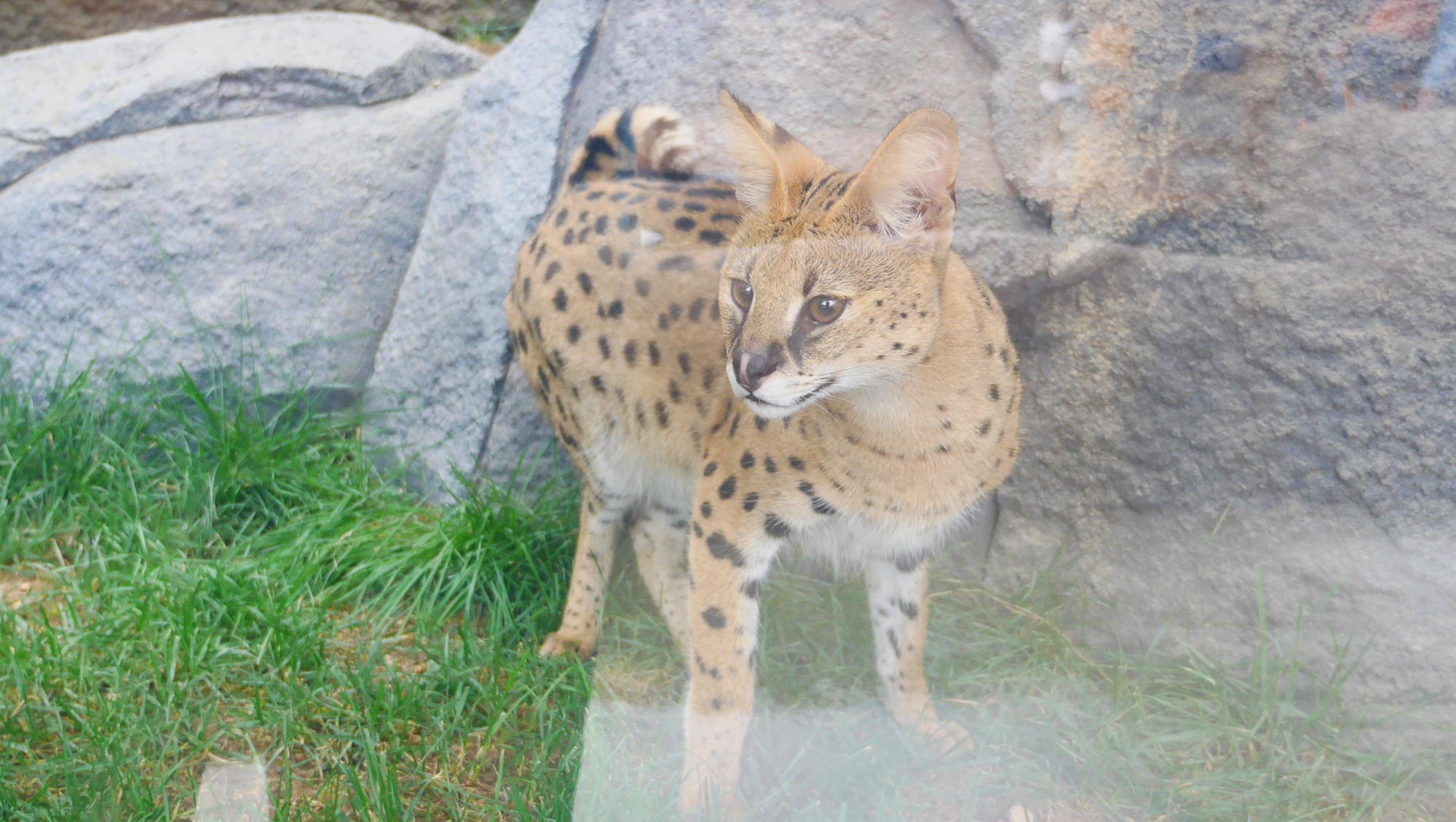 サーバルキャット（Serval Cat）