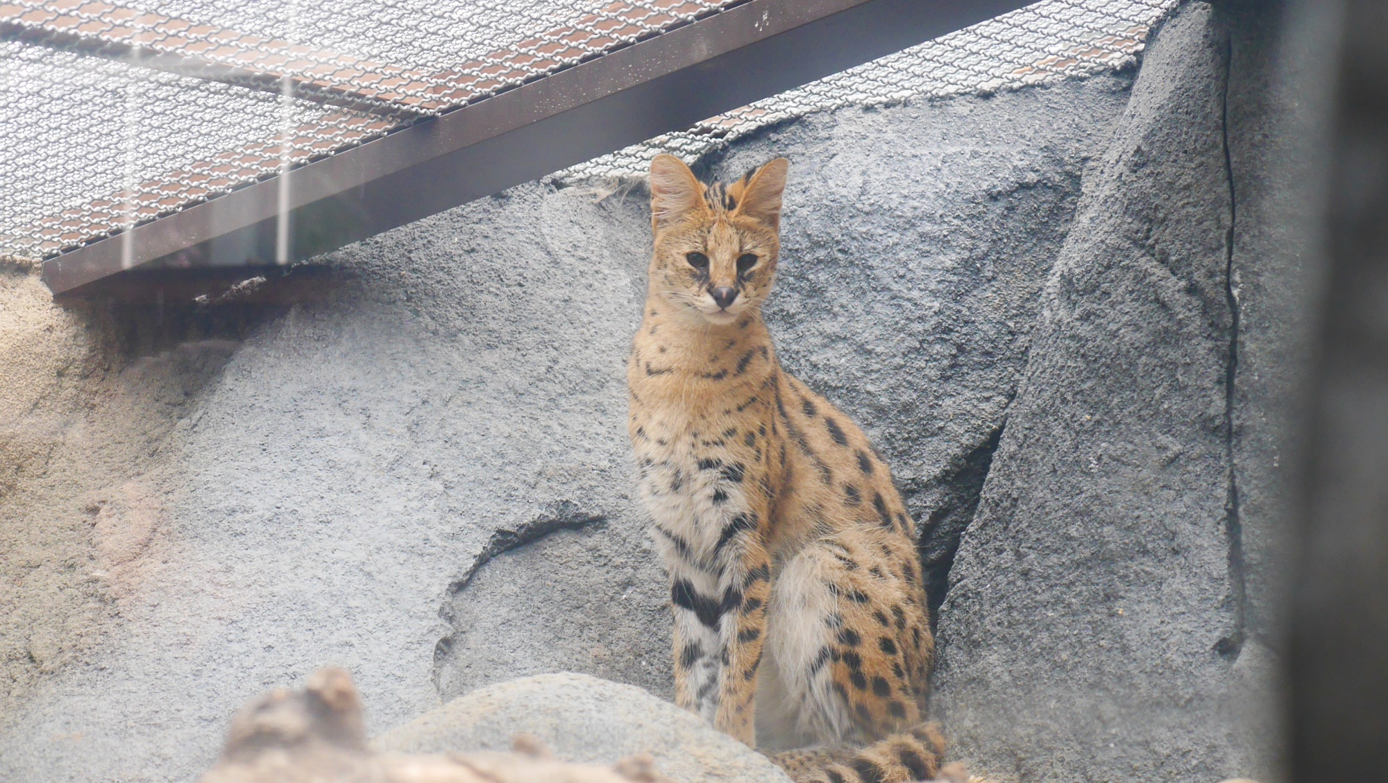 姿勢が美しいサーバルキャット