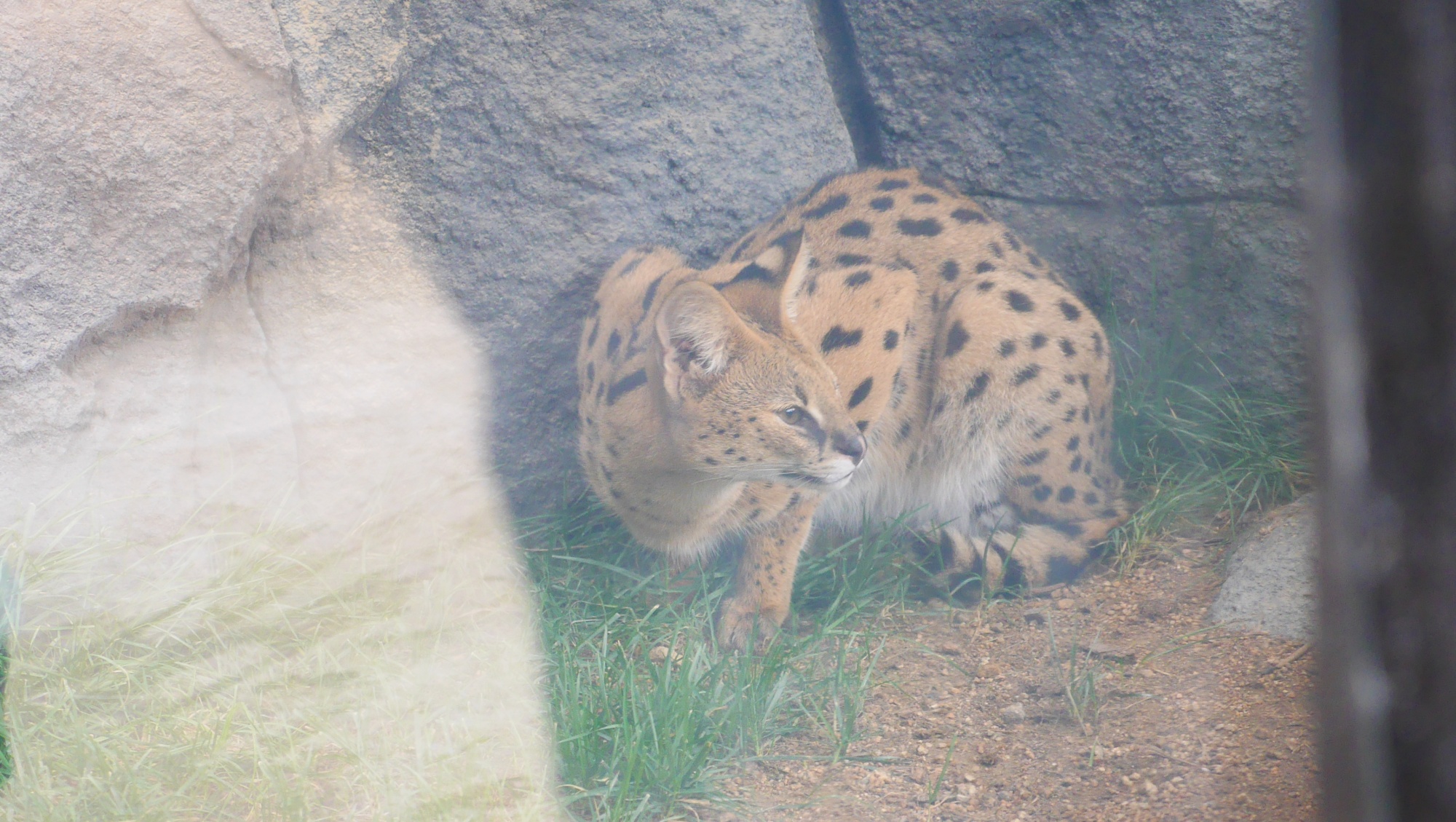 何かを狙うサーバルキャット