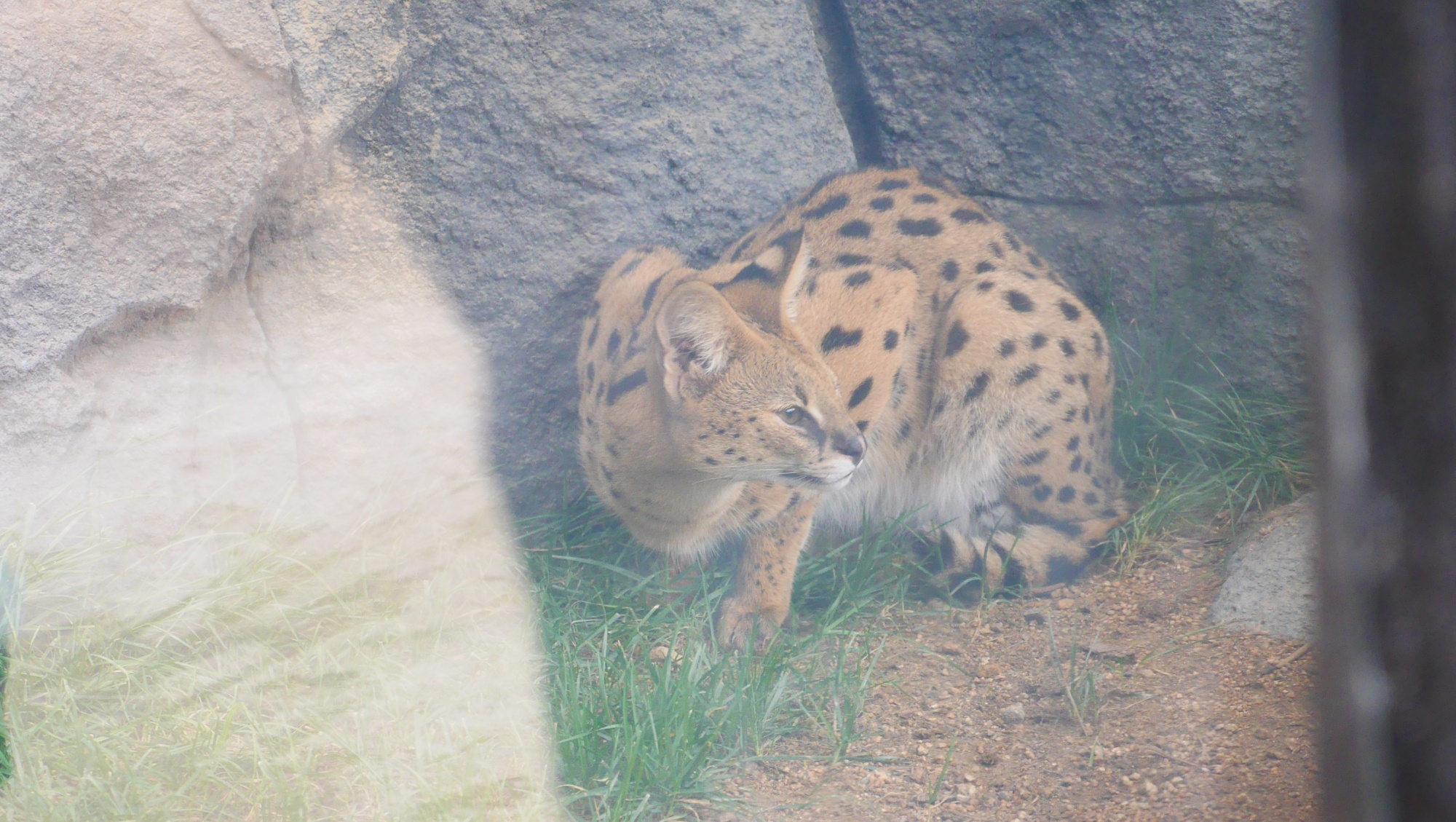 何かを狙うサーバルキャット