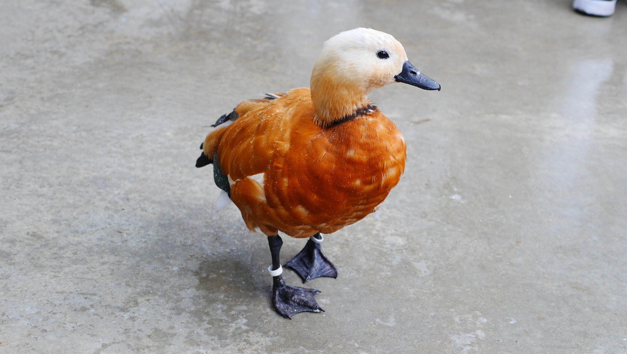 アカツクシガモ（Ruddy shelduck）