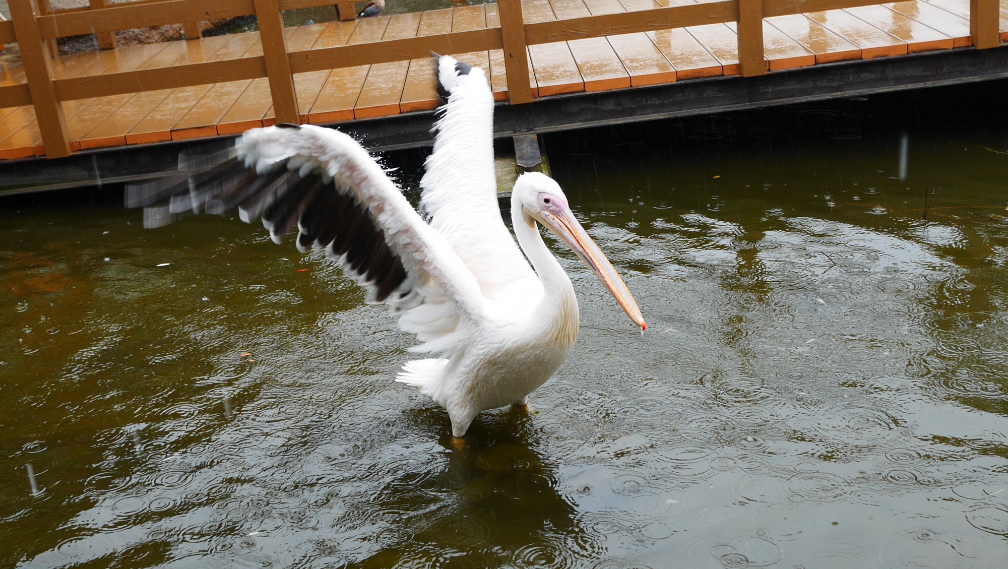 モモイロペリカン（White Pelican）