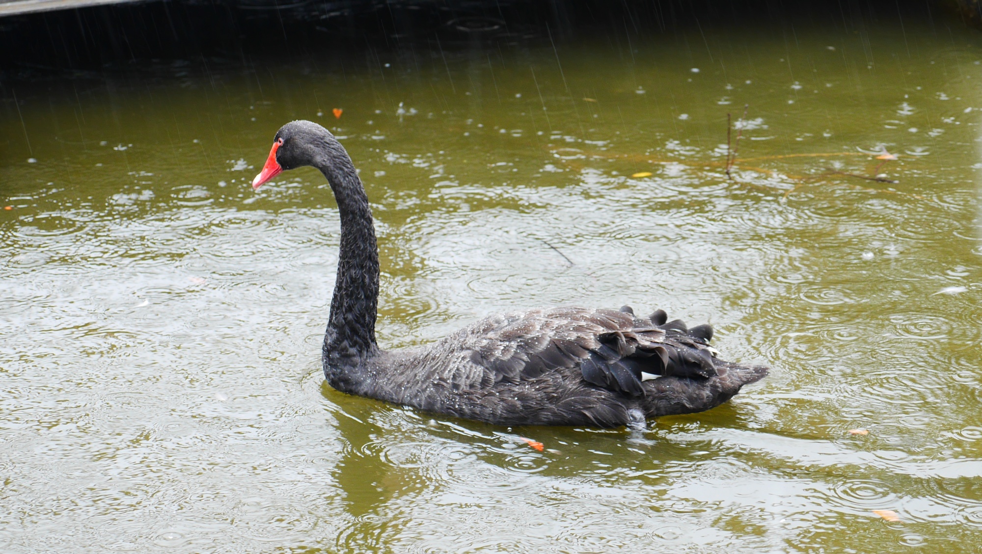 コクチョウ（Black Swan）