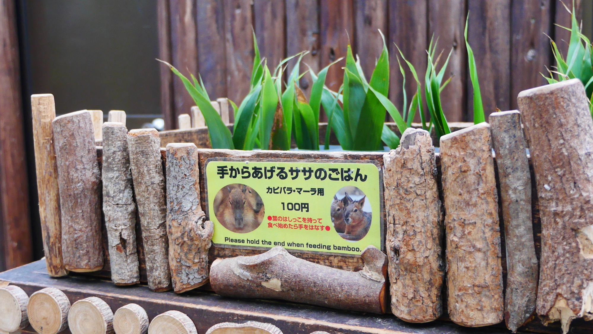 マーラの手からあげるごはん