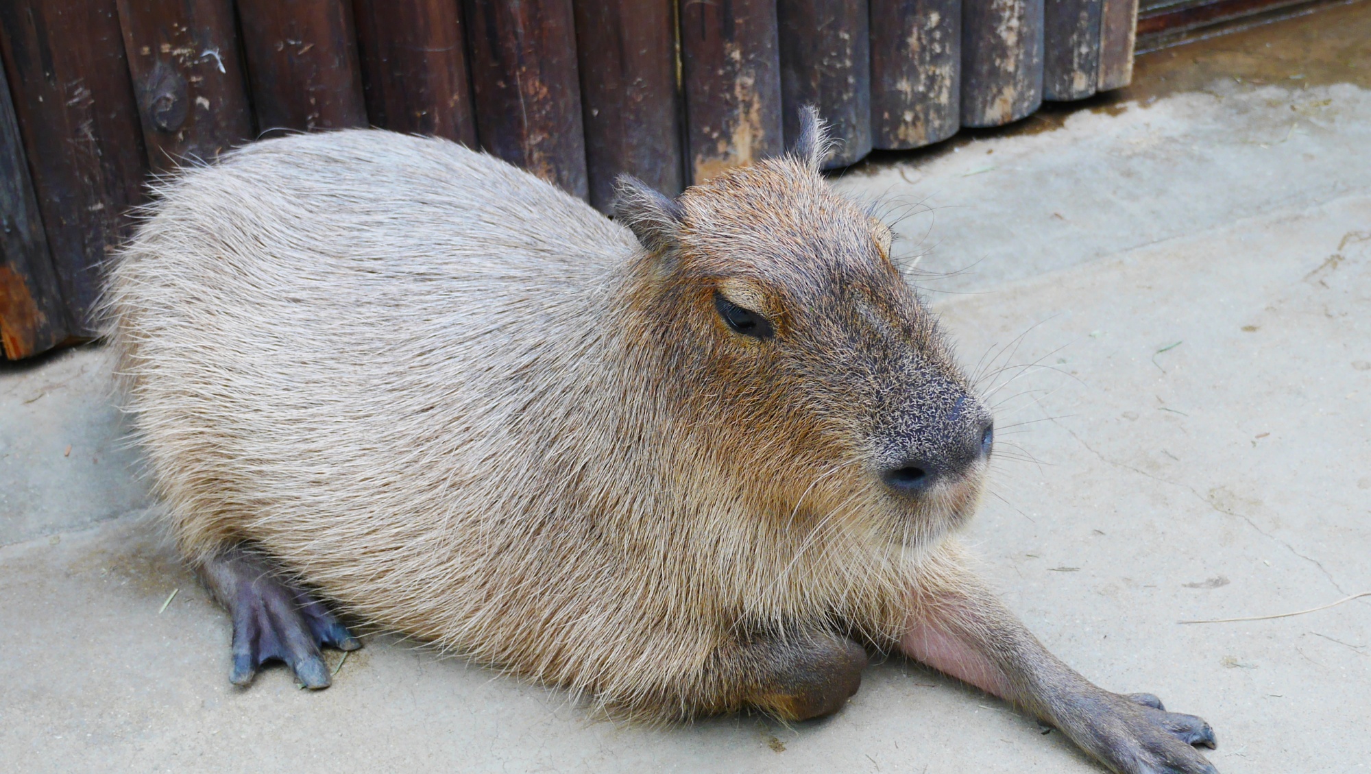 カピバラ（Capybara）