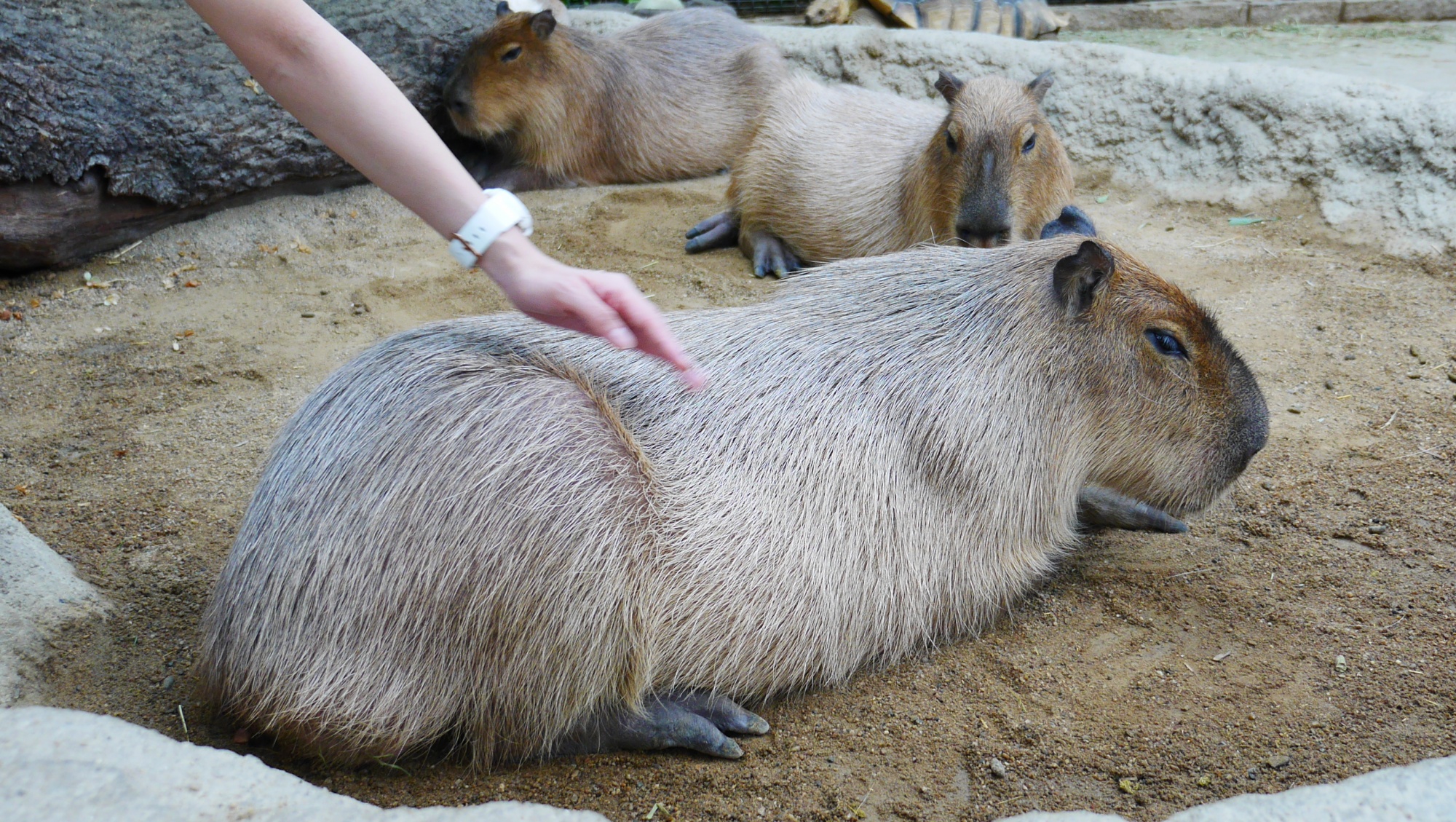 触れるカピバラ