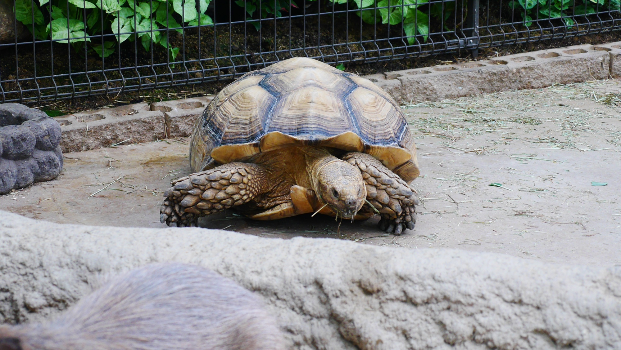 ケヅメリクガメ（African spurred tortoise）