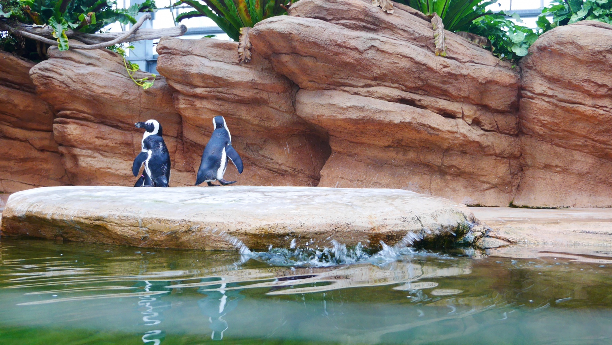 飛び込んだペンギン