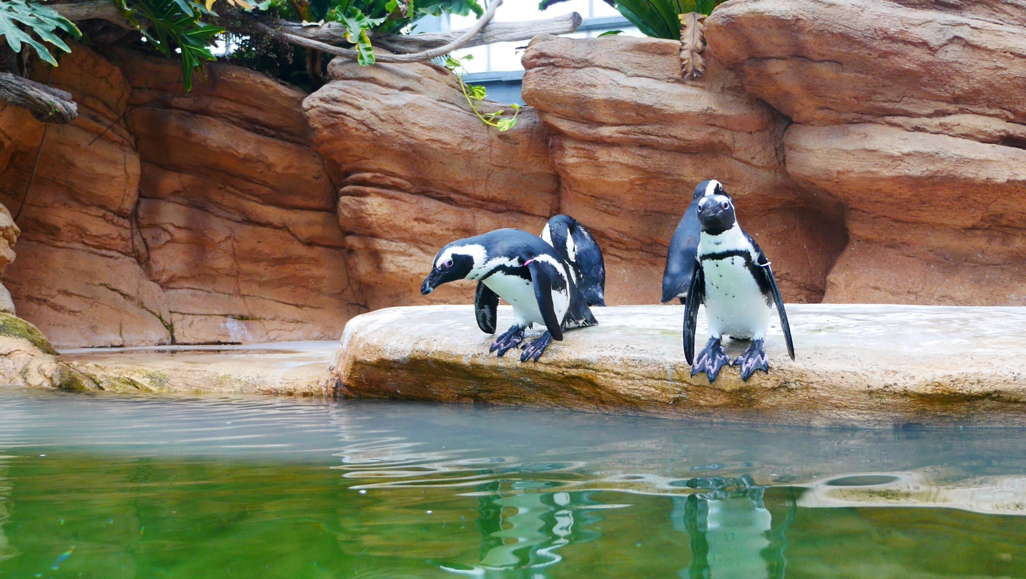 飛び込みそうなペンギン