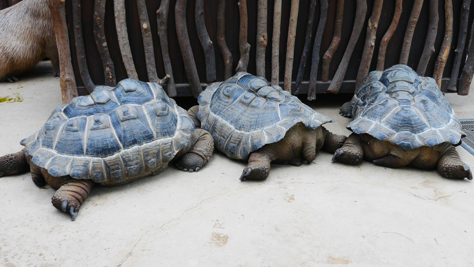 アルダブラゾウガメ（Aldabra giant tortoise） - どハマり