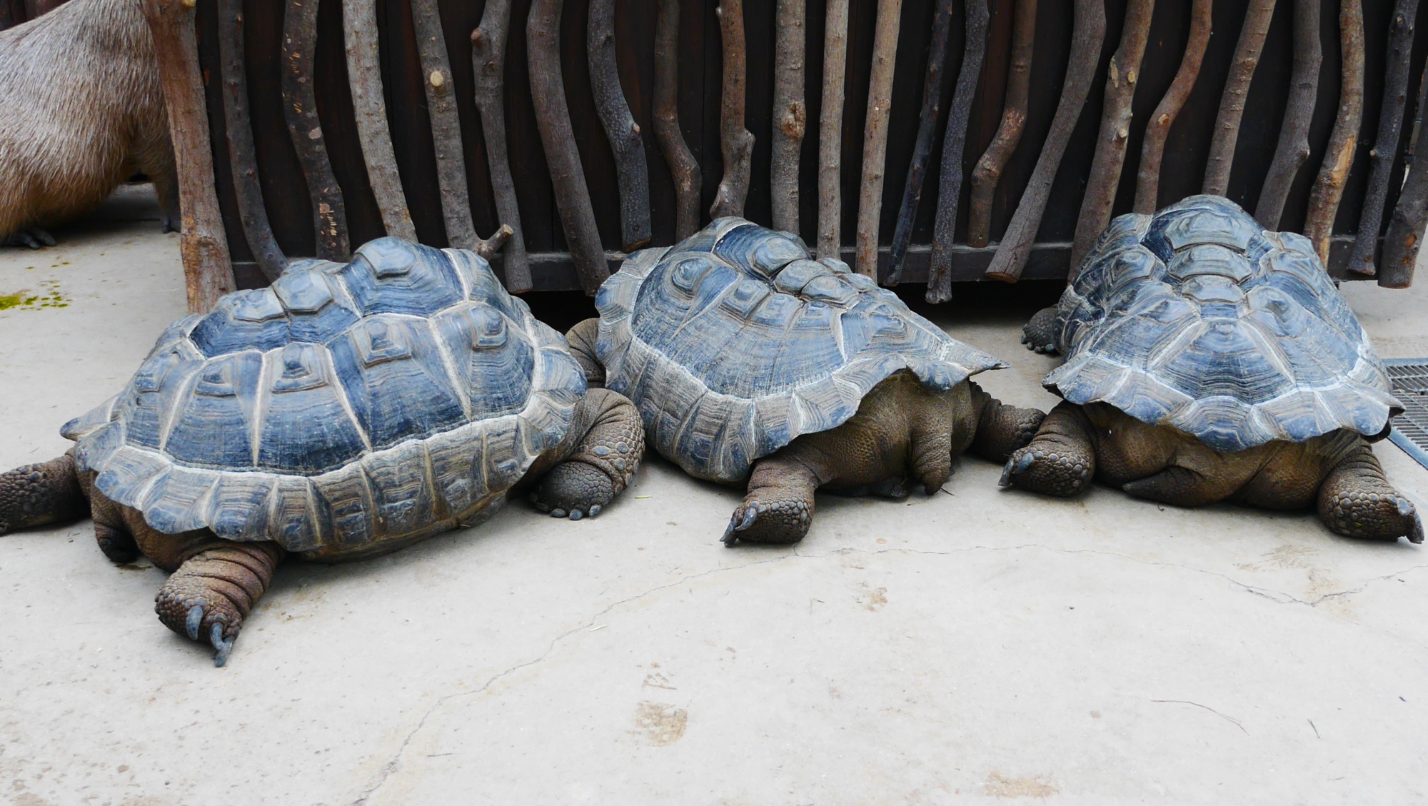 アルダブラゾウガメ（Aldabra giant tortoise）