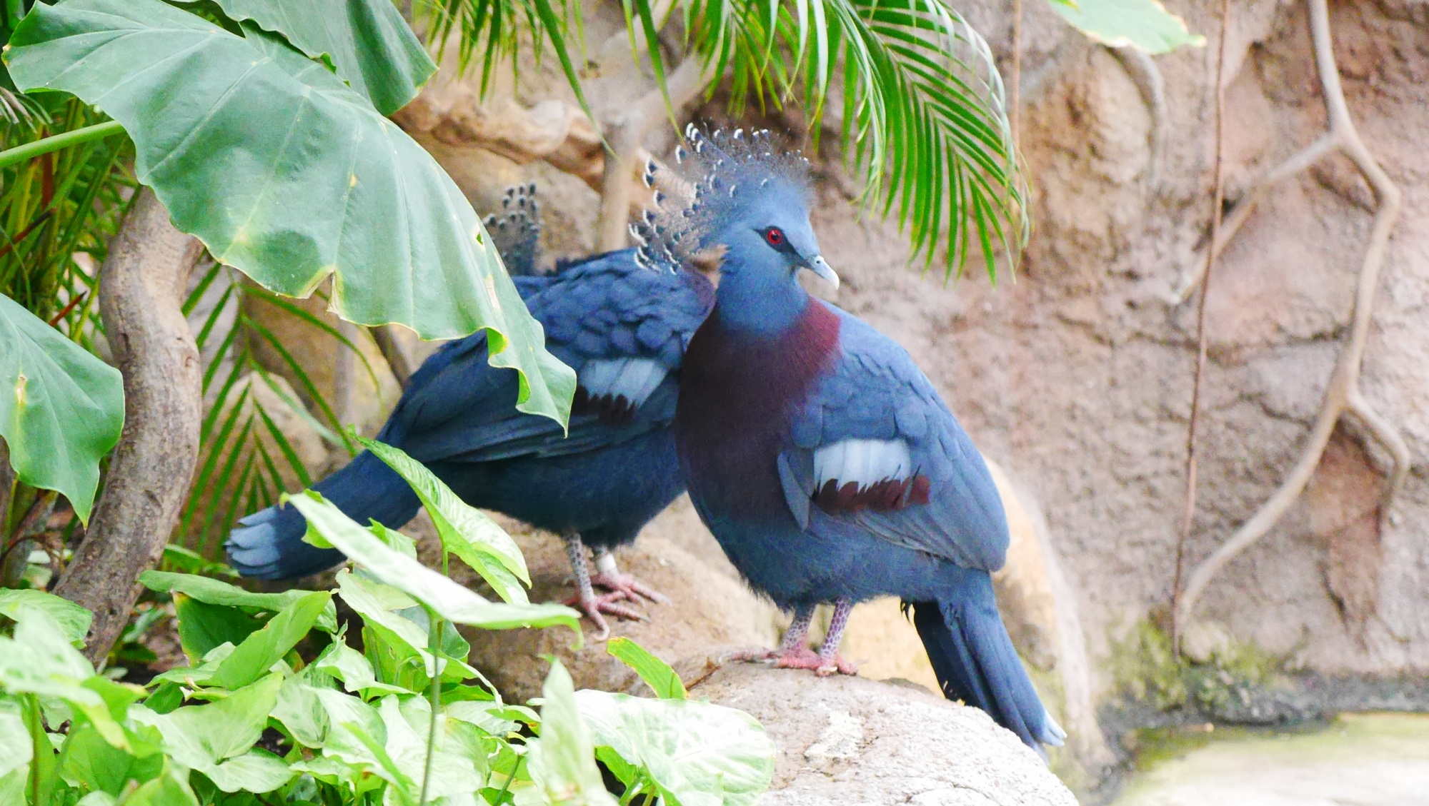 オウギバト（Victoria crowned pigeon）
