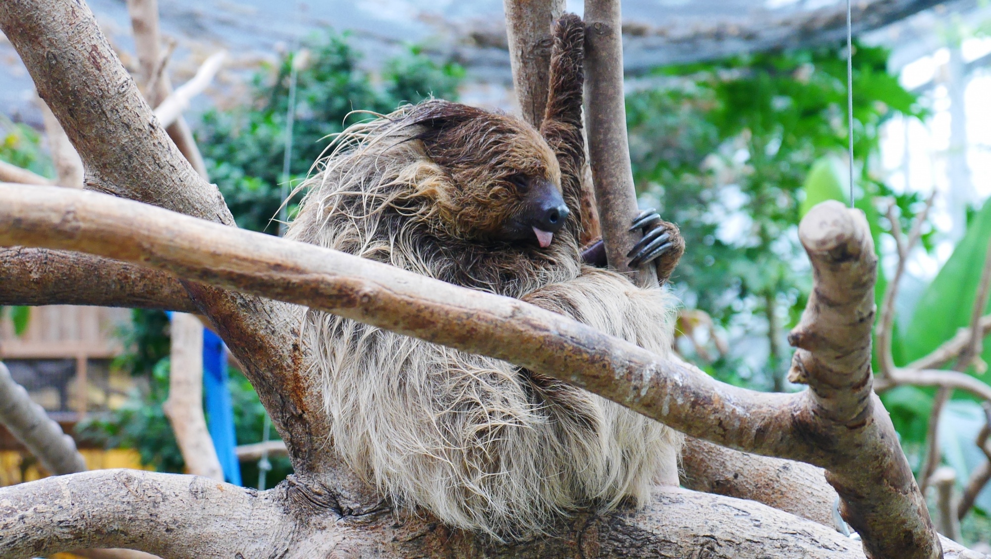 フタユビナマケモノ（Two-toed Sloth）