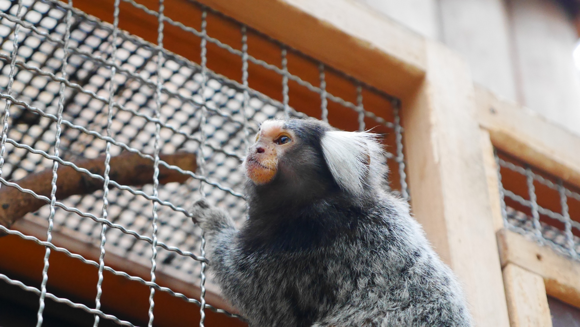 コモンマーモセット（Common marmoset）