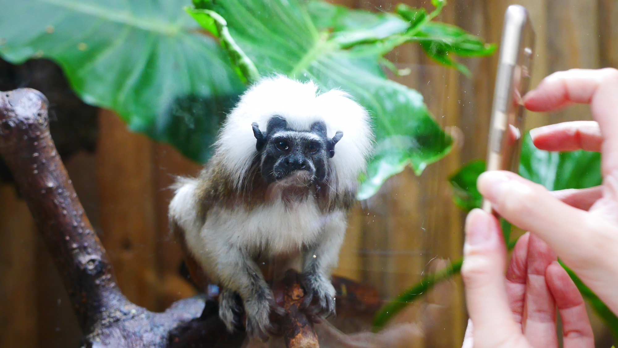 ワタボウシタマリン（Cotton-top tamarin）