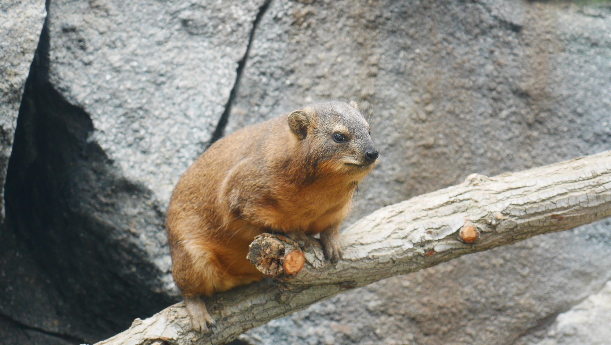 ケープハイラックス（Rock hyrax）