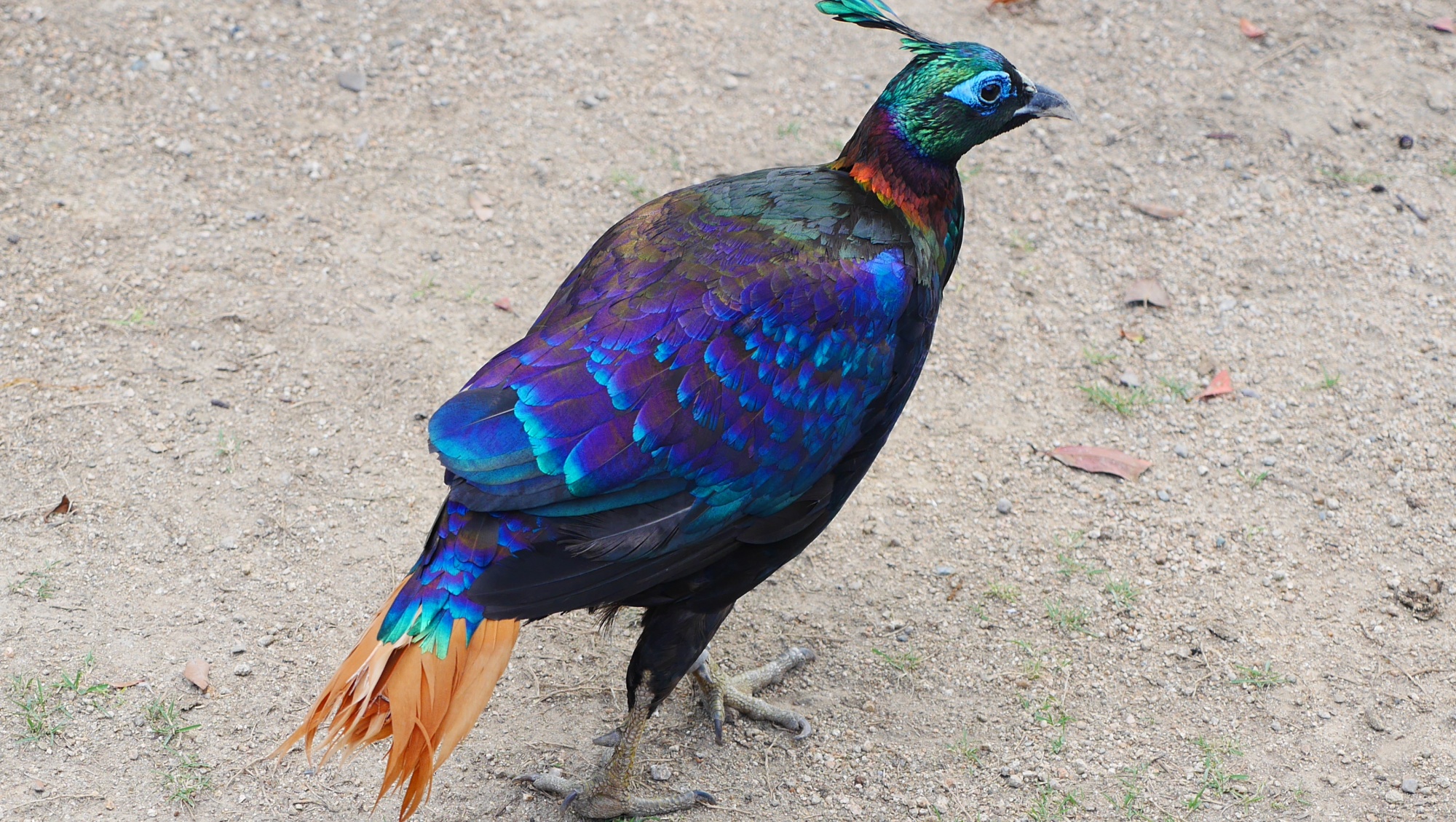 ニジキジ（Himalayan Monal）