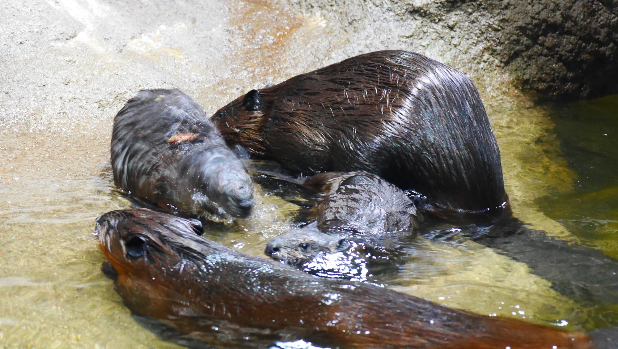 アメリカビーバー（North American beaver）