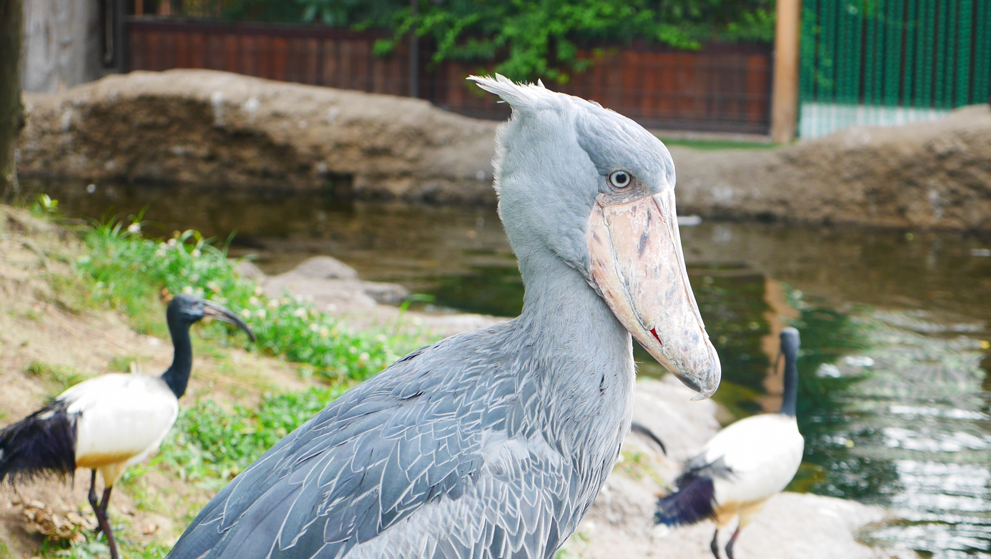 ハシビロコウ（Shoebill）