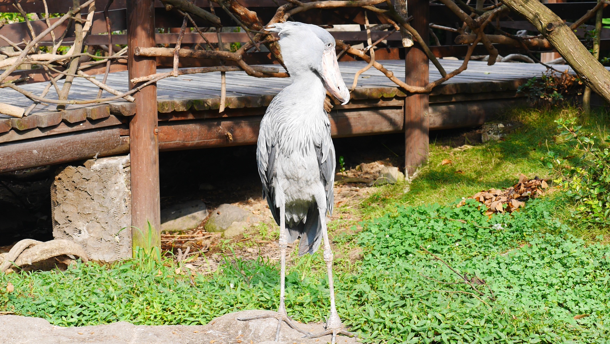 横を向くハシビロコウ先輩