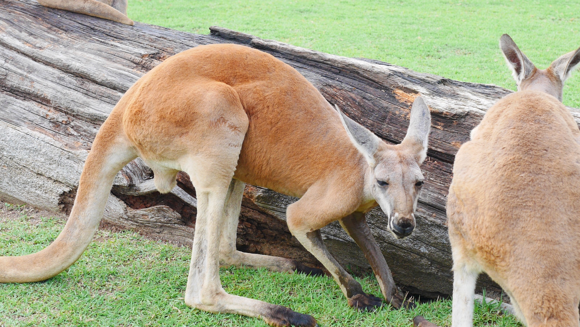 アカカンガルー（Red kangaroo）