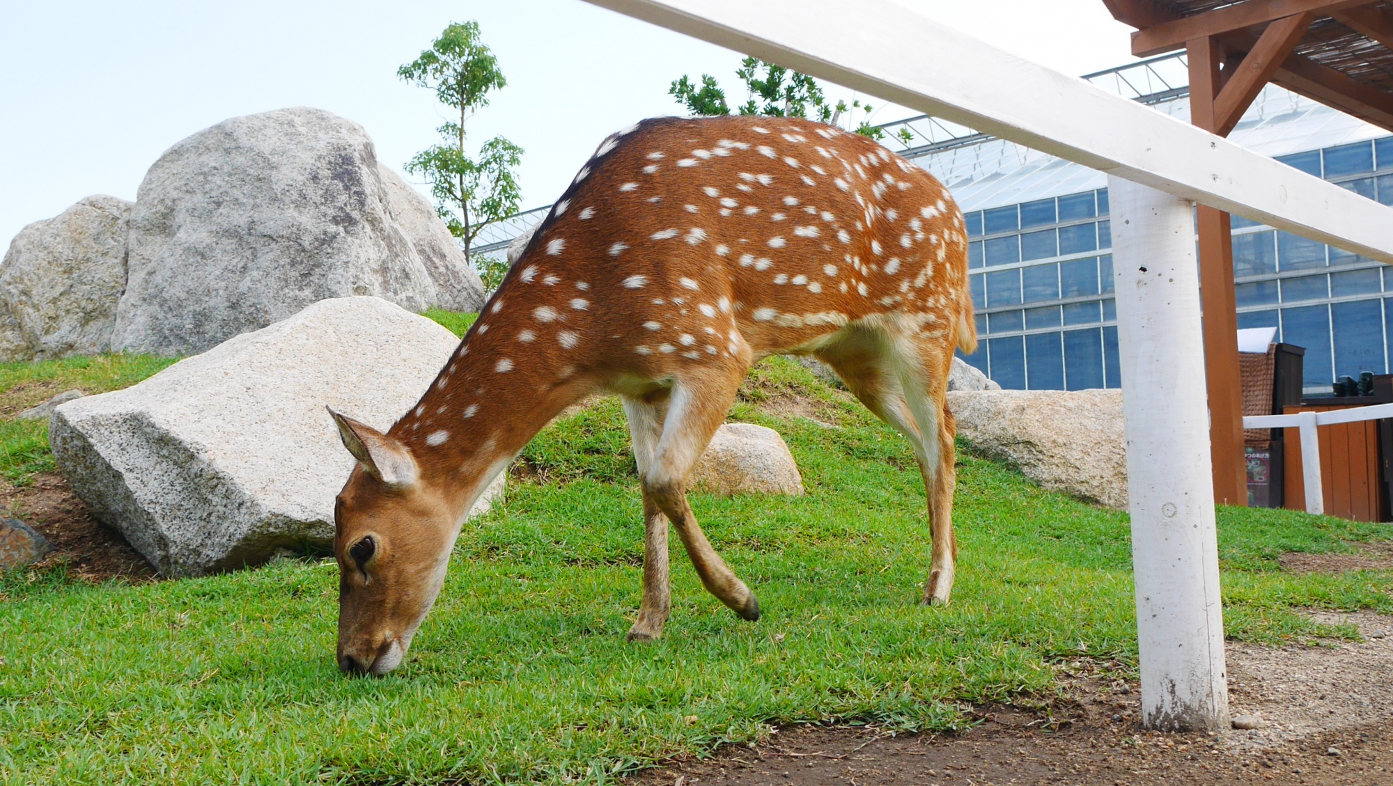 アキシスジカ（Chital）