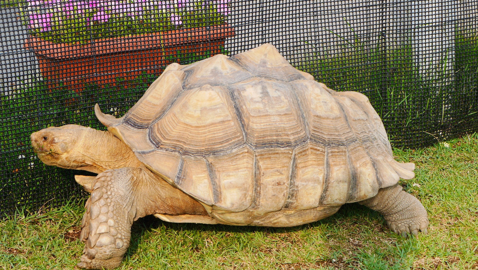 ケヅメリクガメ（Geochelone sulcata）