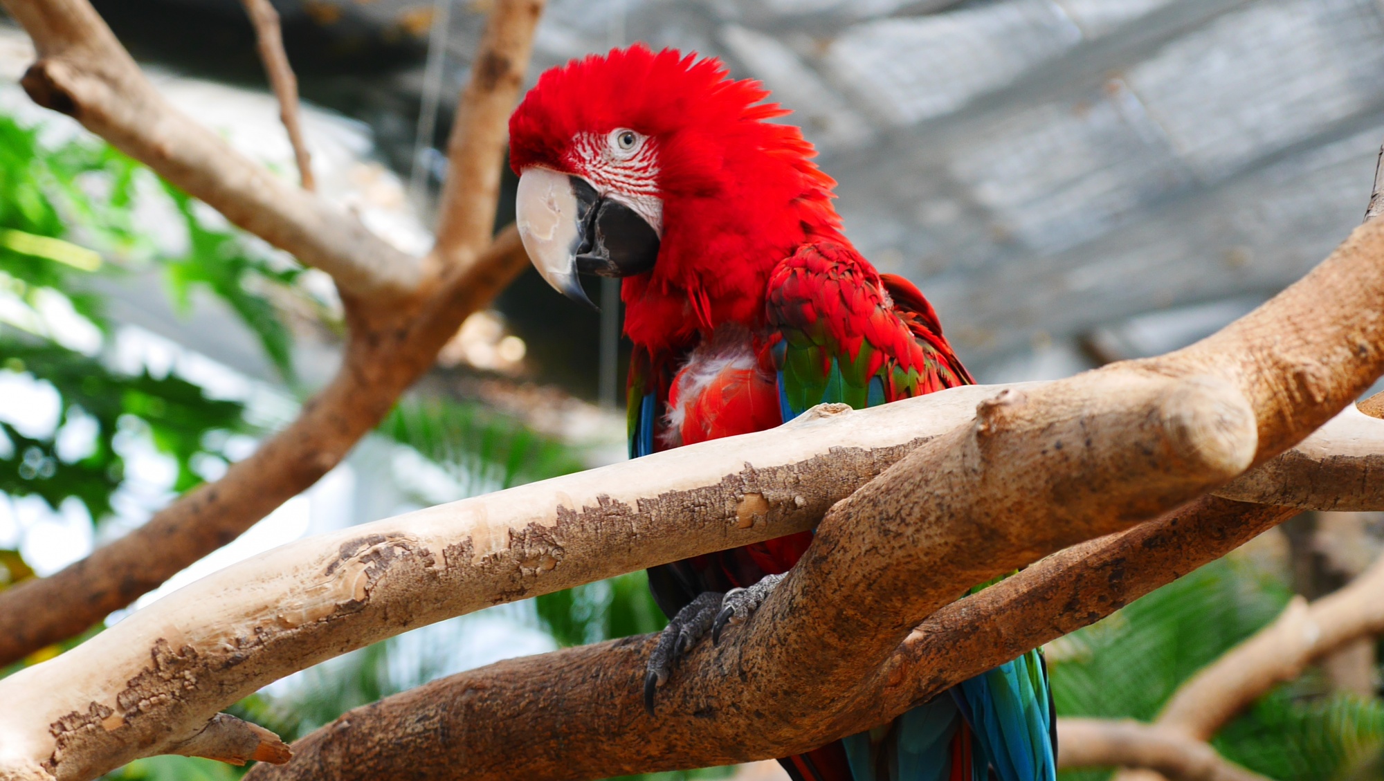 ベニコンゴウインコ（Green-Winged Macaw）