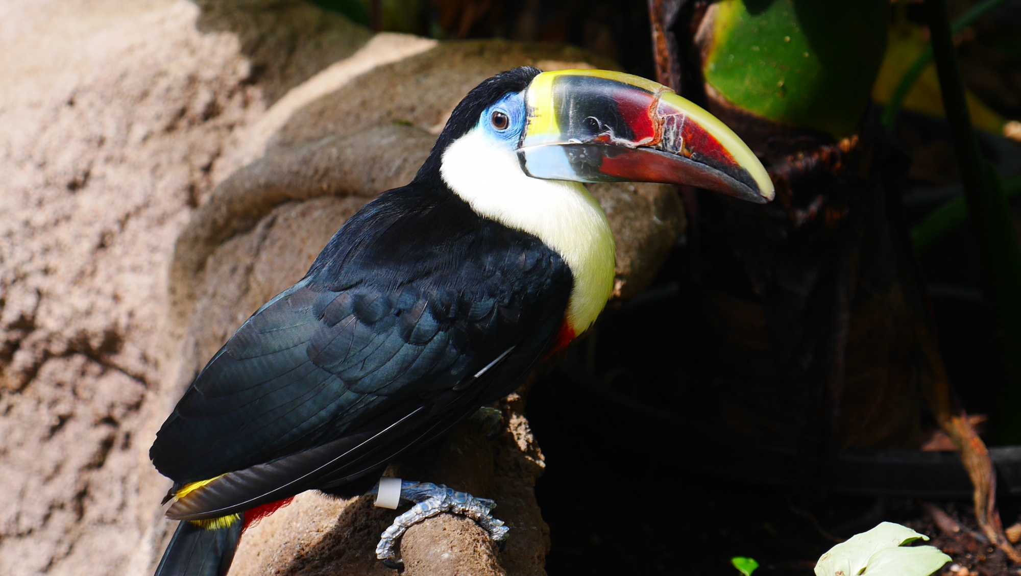 シロムネオオハシ（Red-billed Toucan）