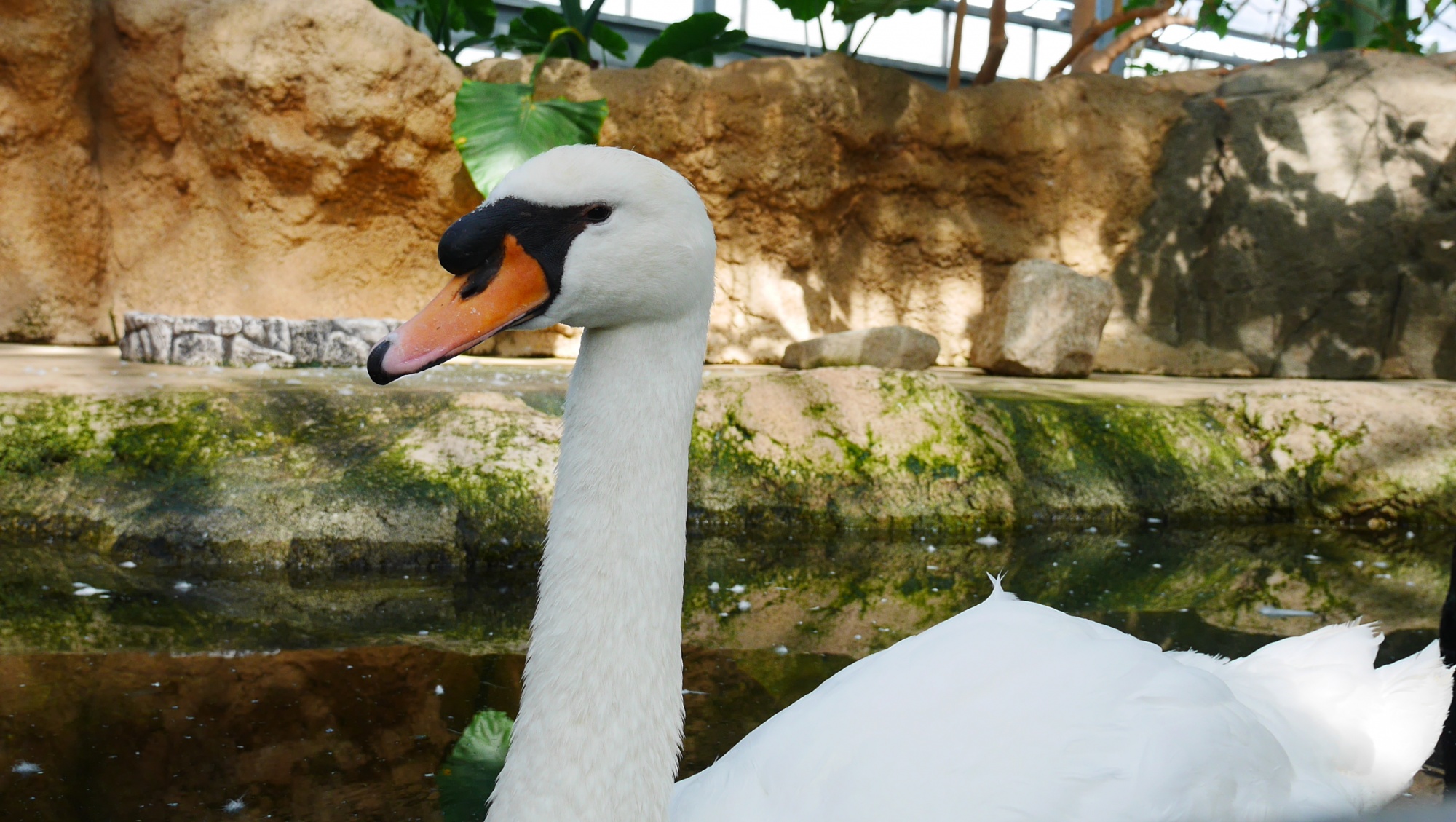 コブハクチョウ（Mute Swan）