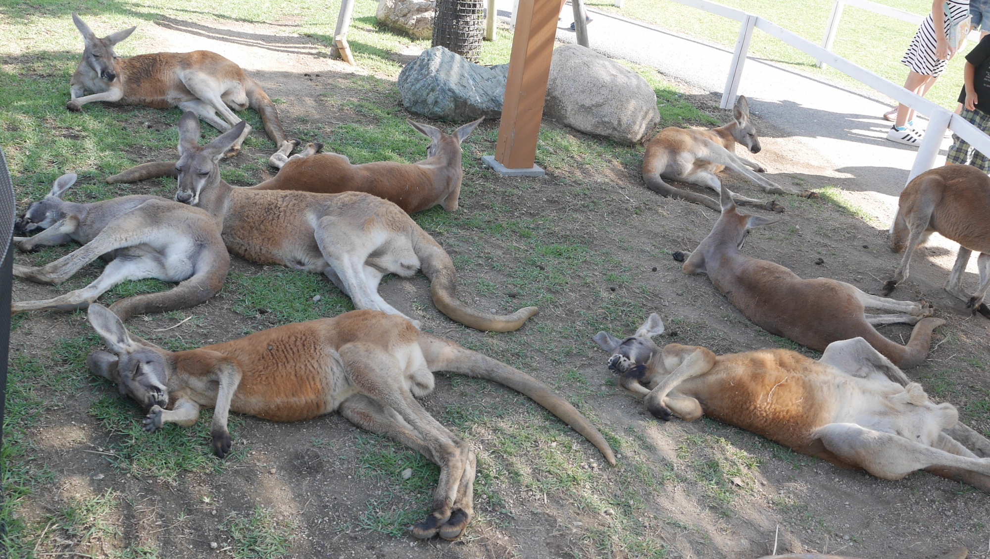 暑くてぐったりカンガルー達