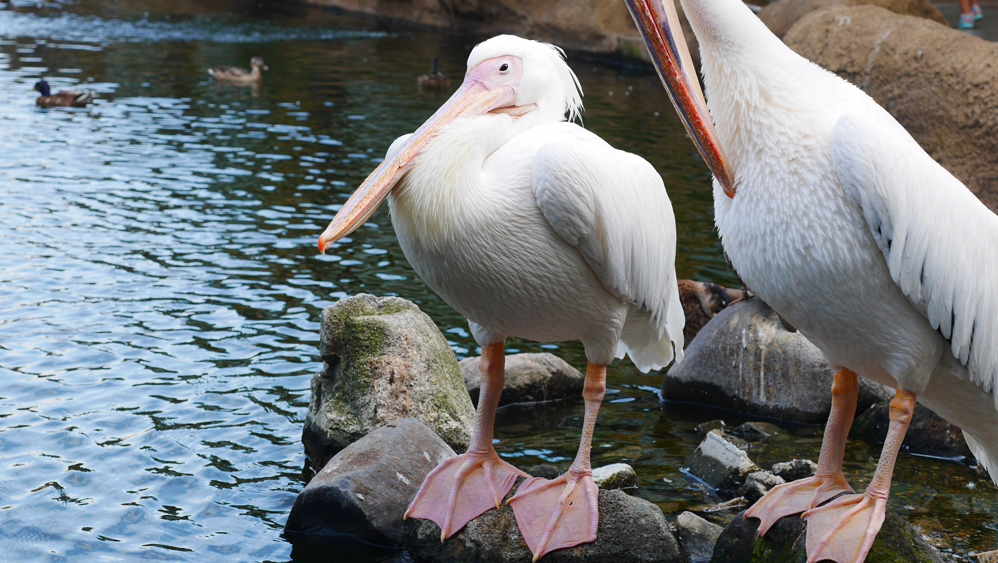 ペリカンの休憩姿