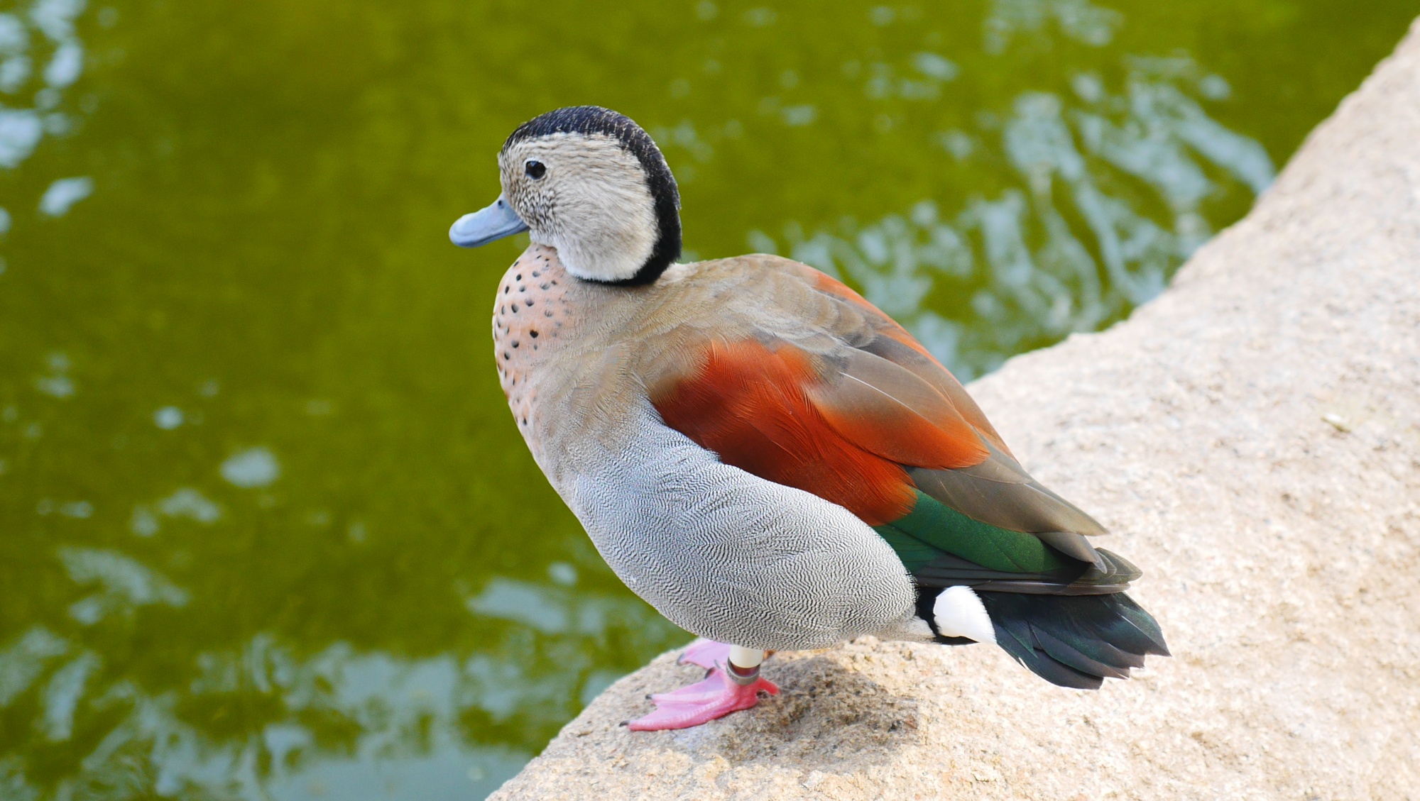 クビワコガモ（Ringed Teal）