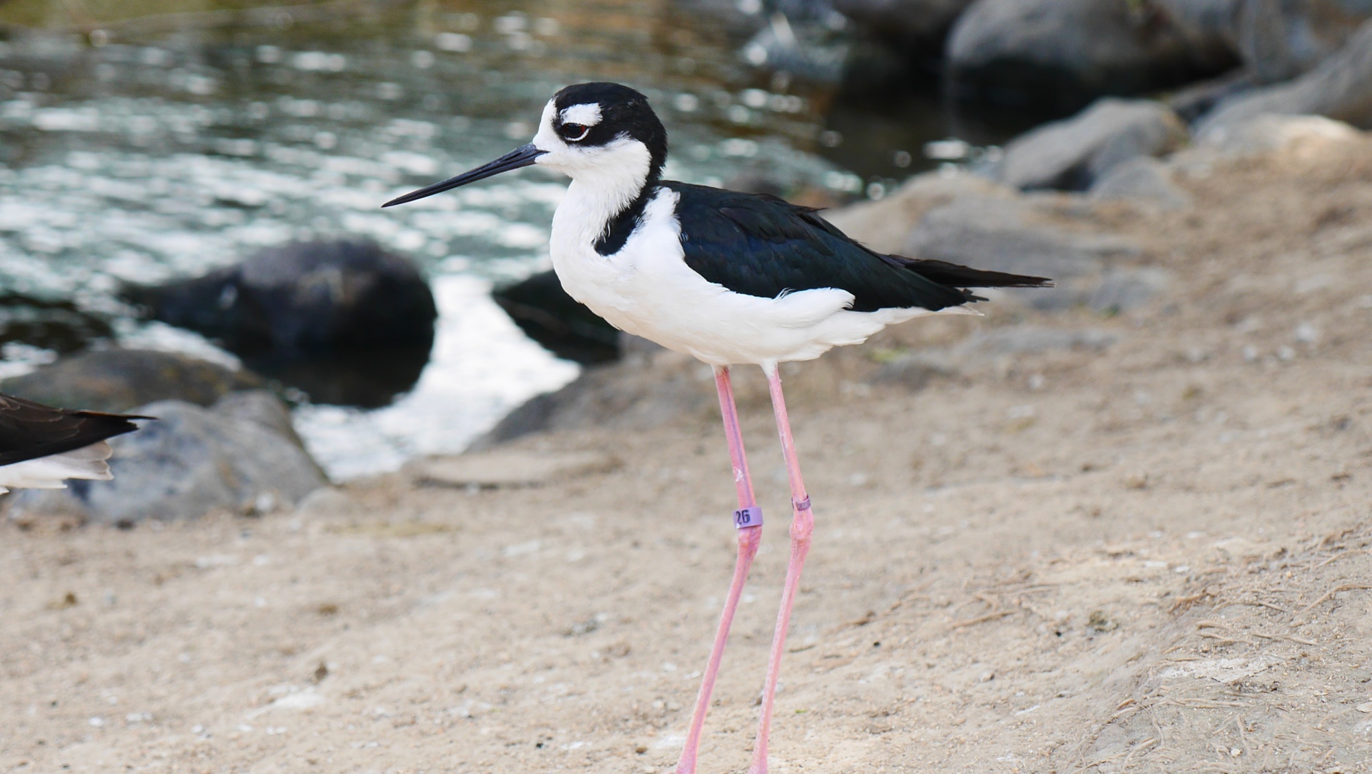 クロエリセイタカシギ（Black-necked Stilt）