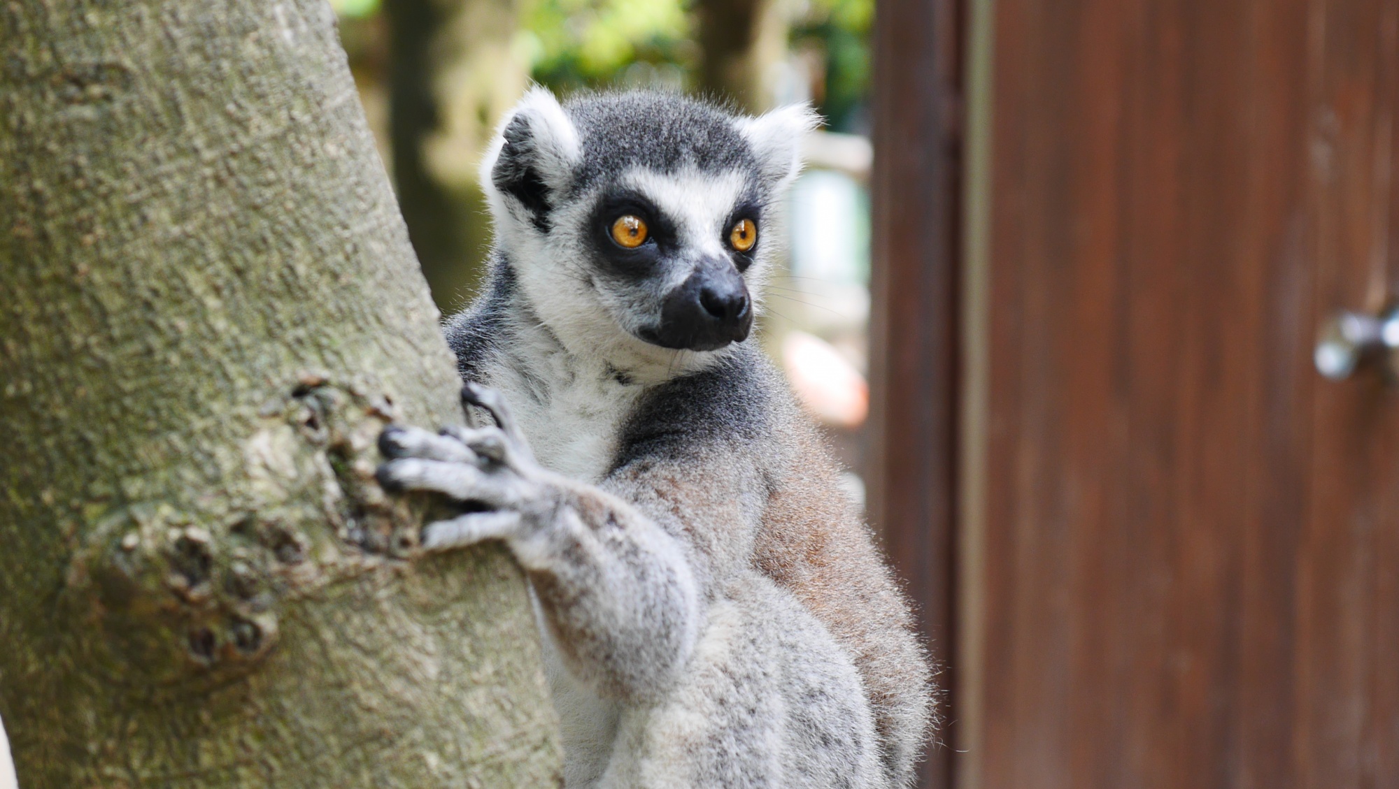 ワオキツネザル（Ring-tailed lemur）