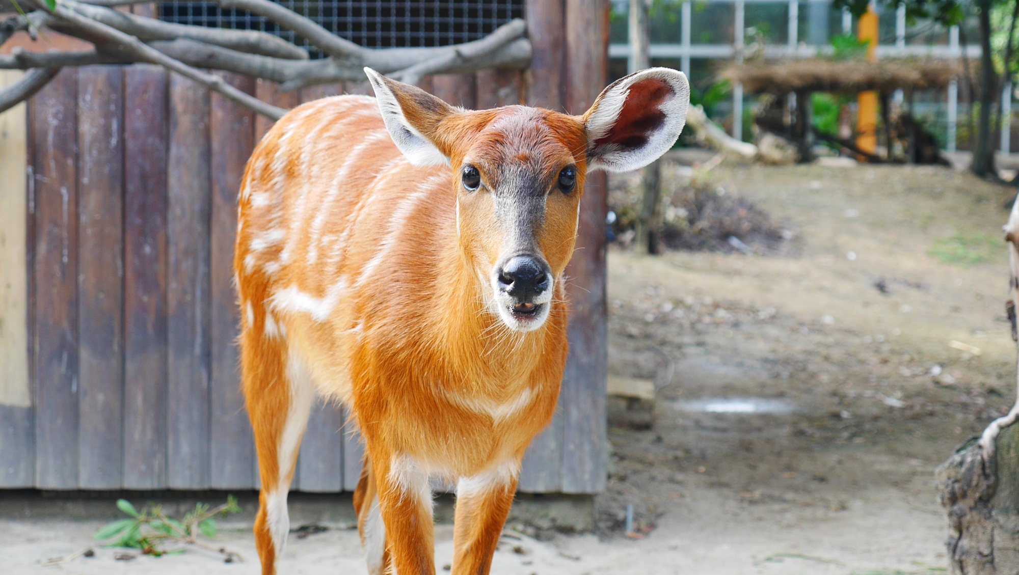 シタツンガ（Sitatunga）