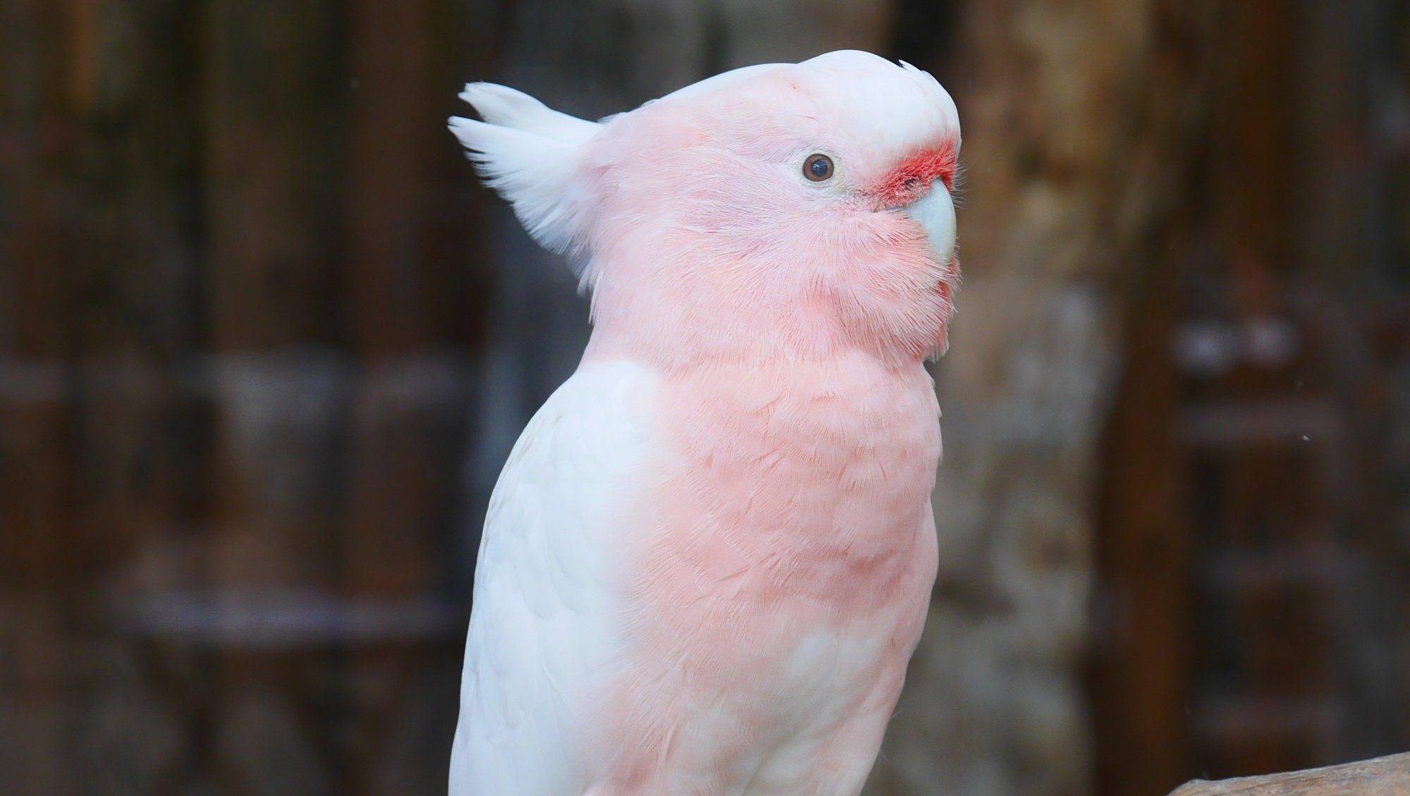 クルマサカオウム（Major Mitchell's Cockatoo）