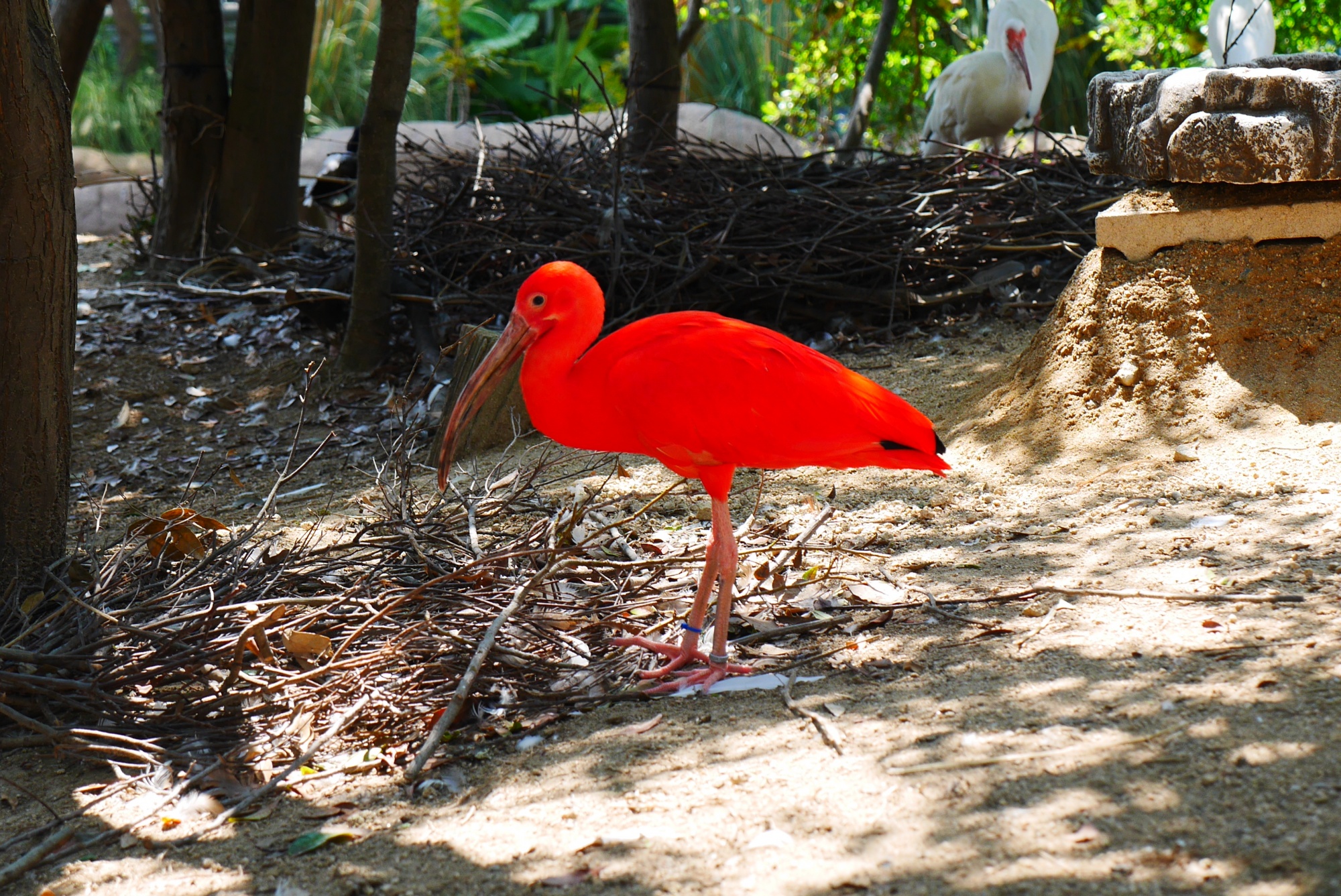 ショウジョウトキ（Scarlet Ibis）